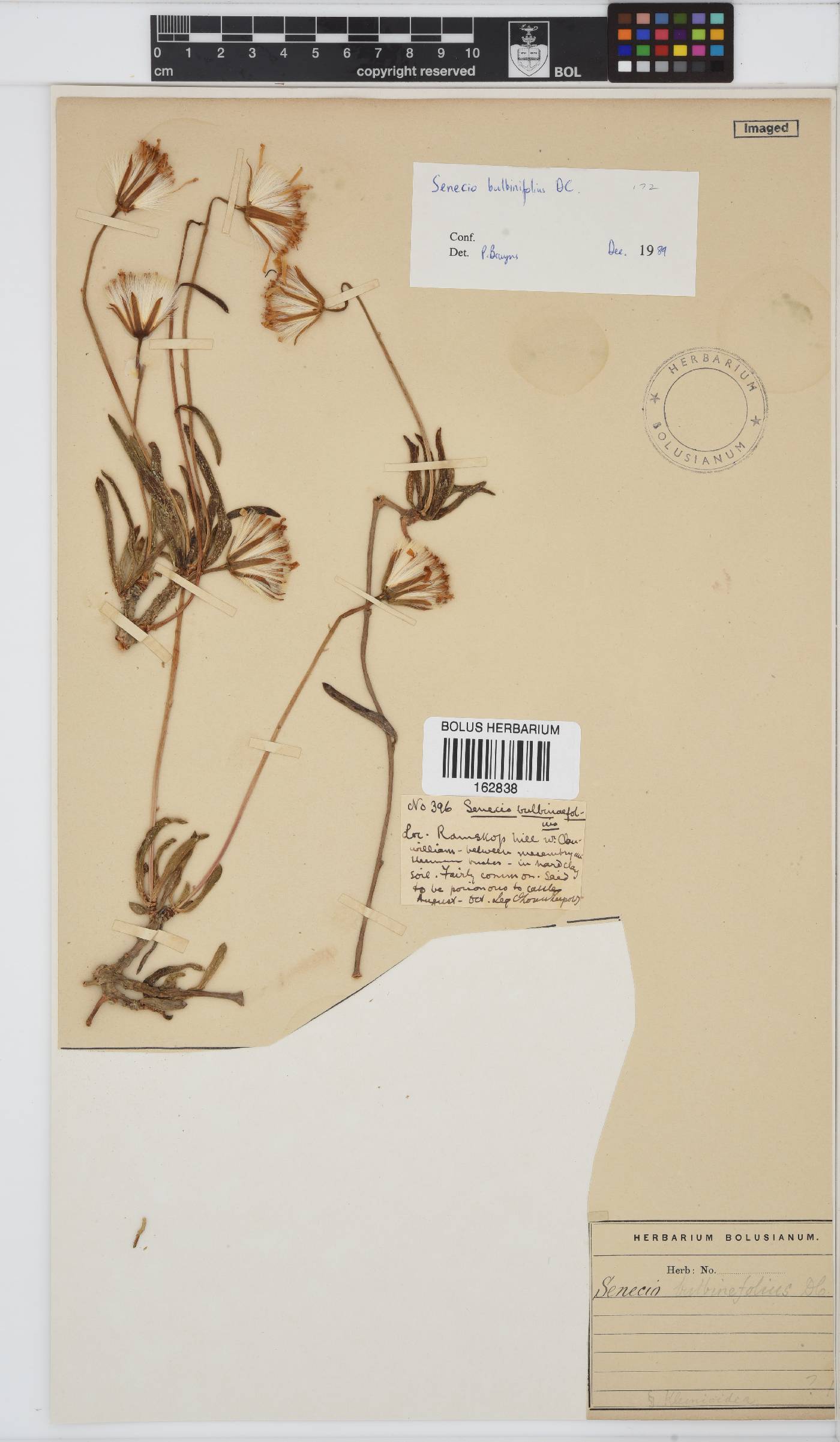 Senecio bulbinifolius image
