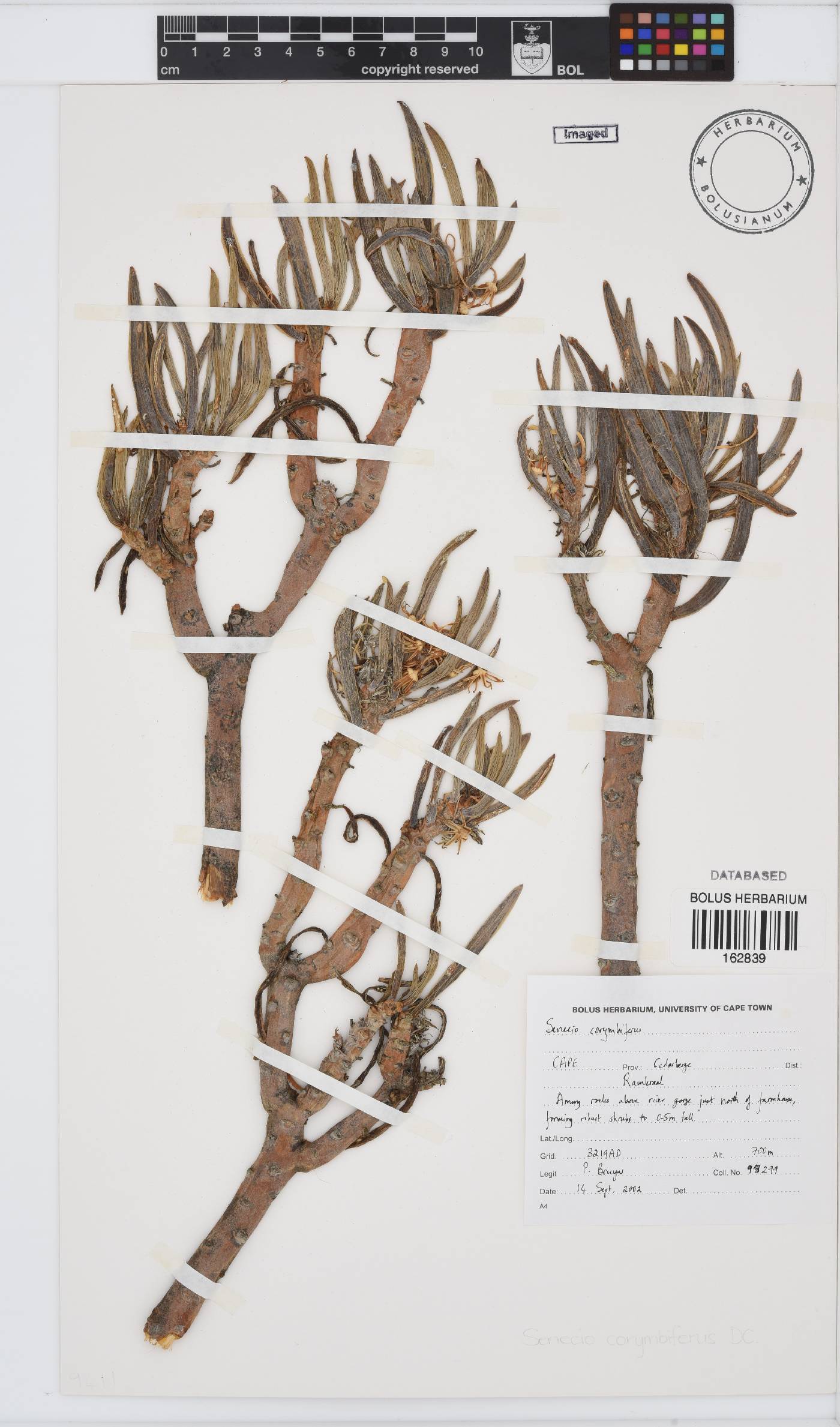 Curio corymbifer image
