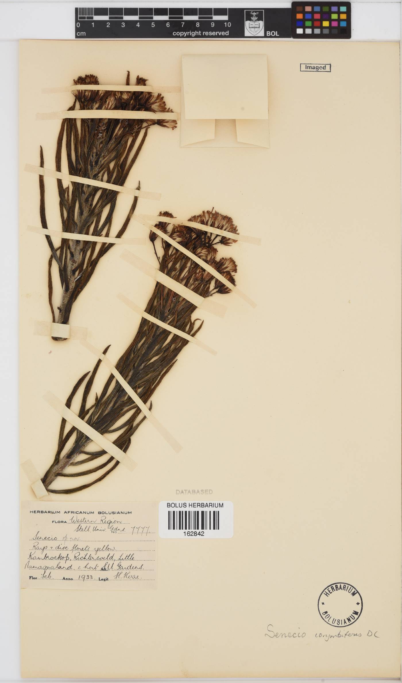 Curio corymbifer image