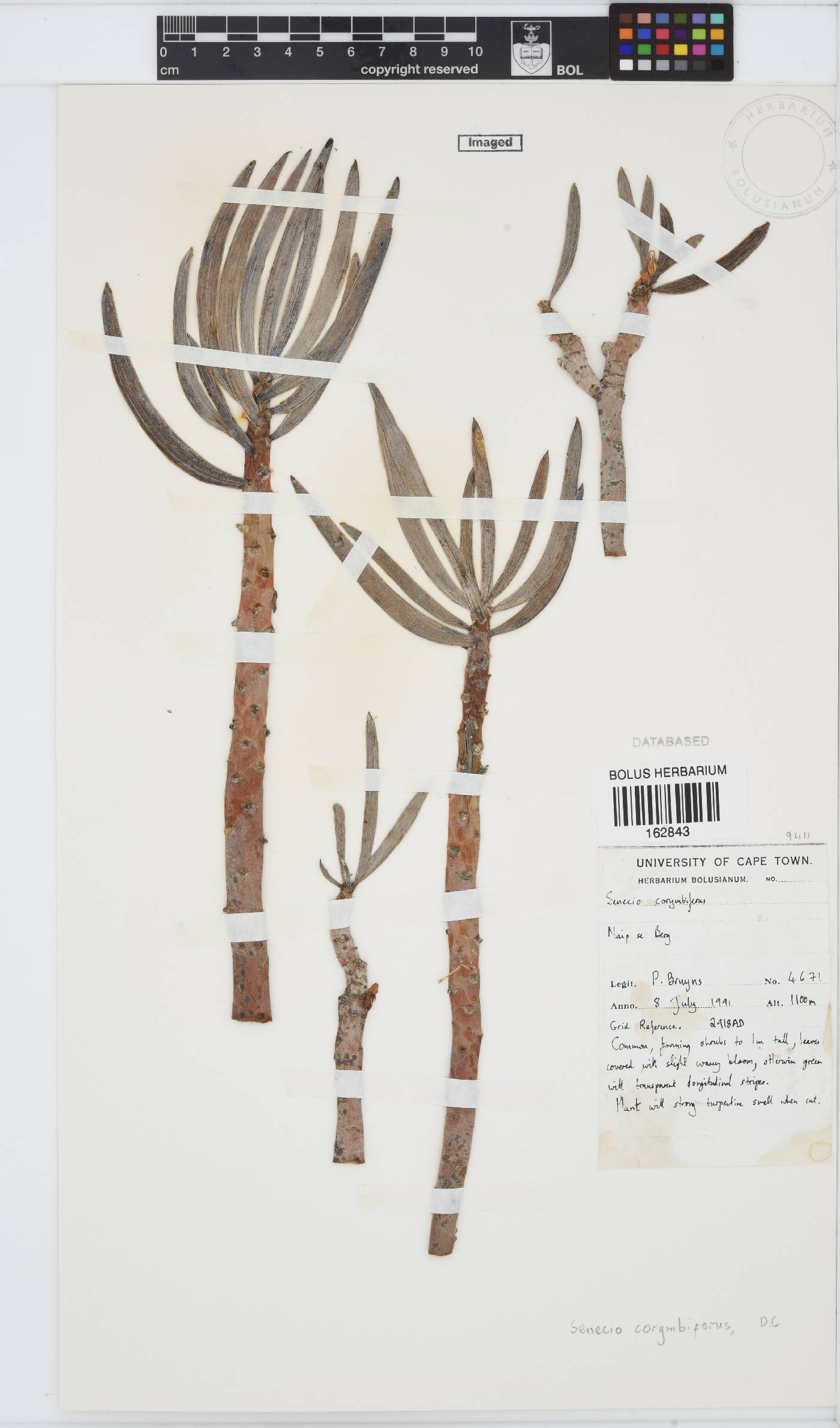 Curio image