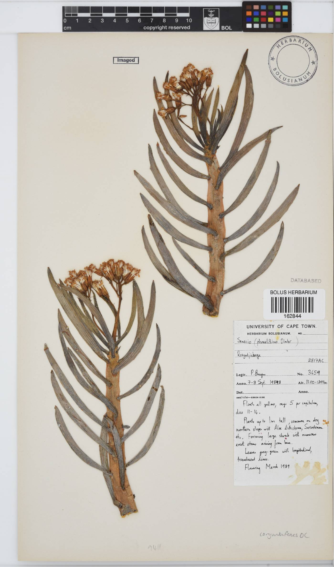 Curio corymbifer image