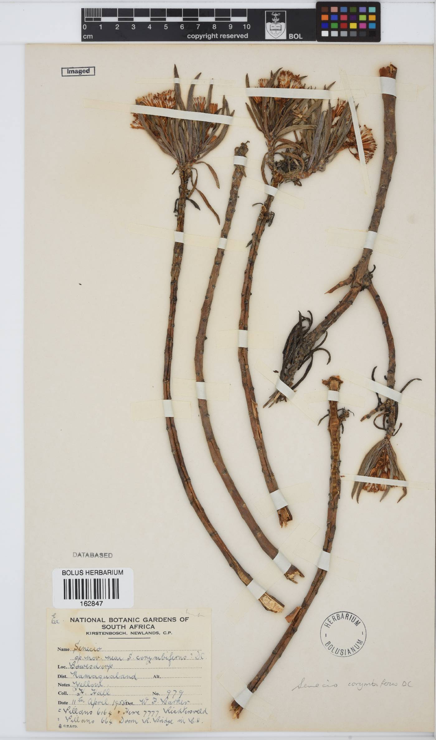 Curio corymbifer image