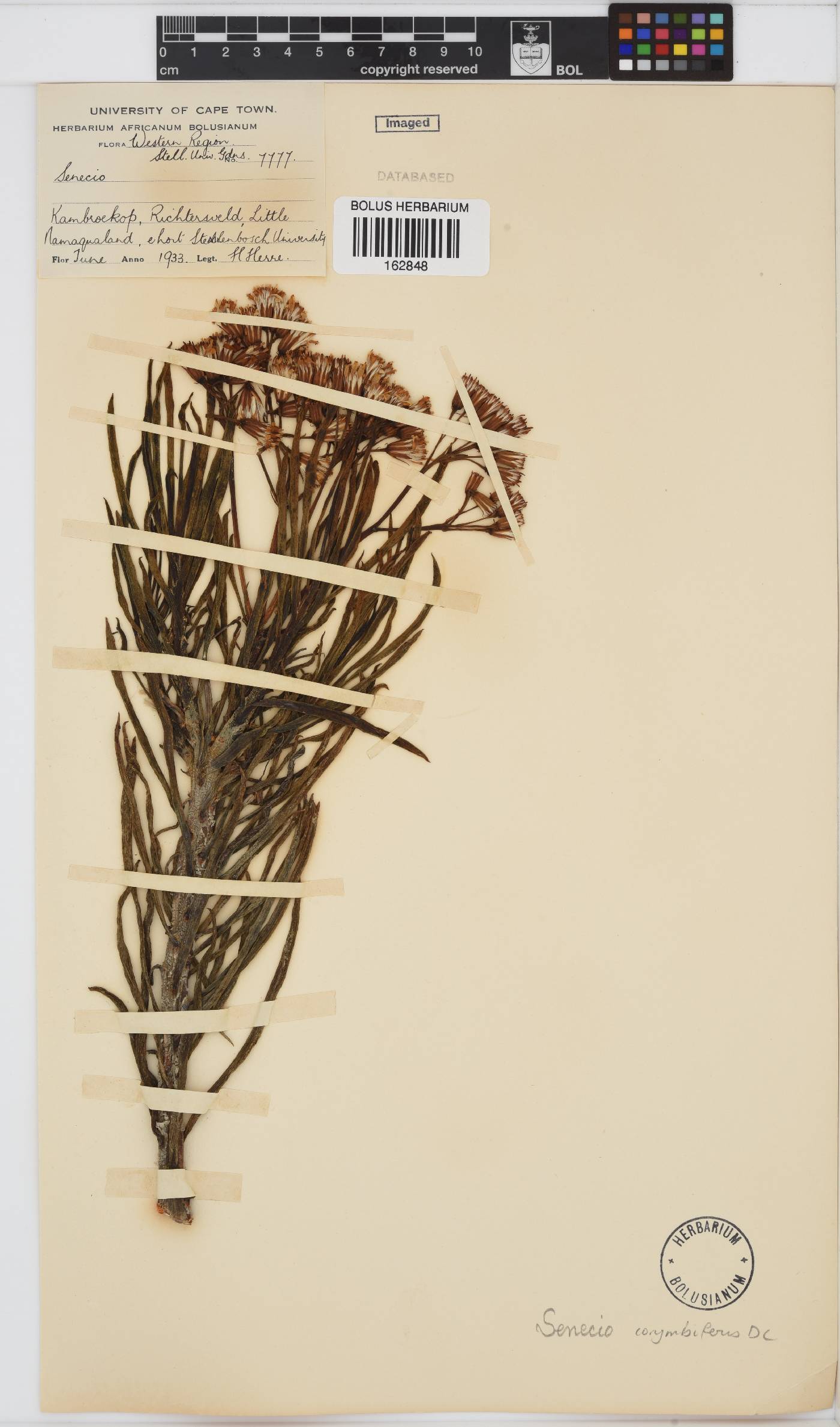 Curio image