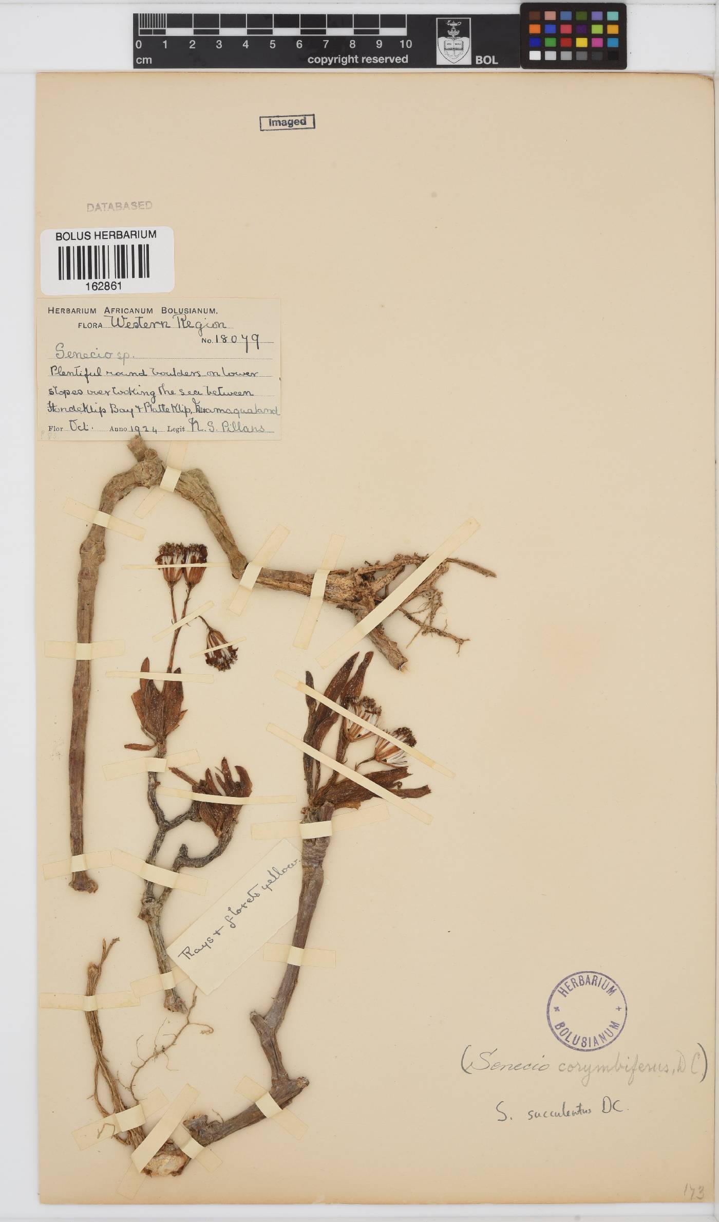Curio corymbifer image