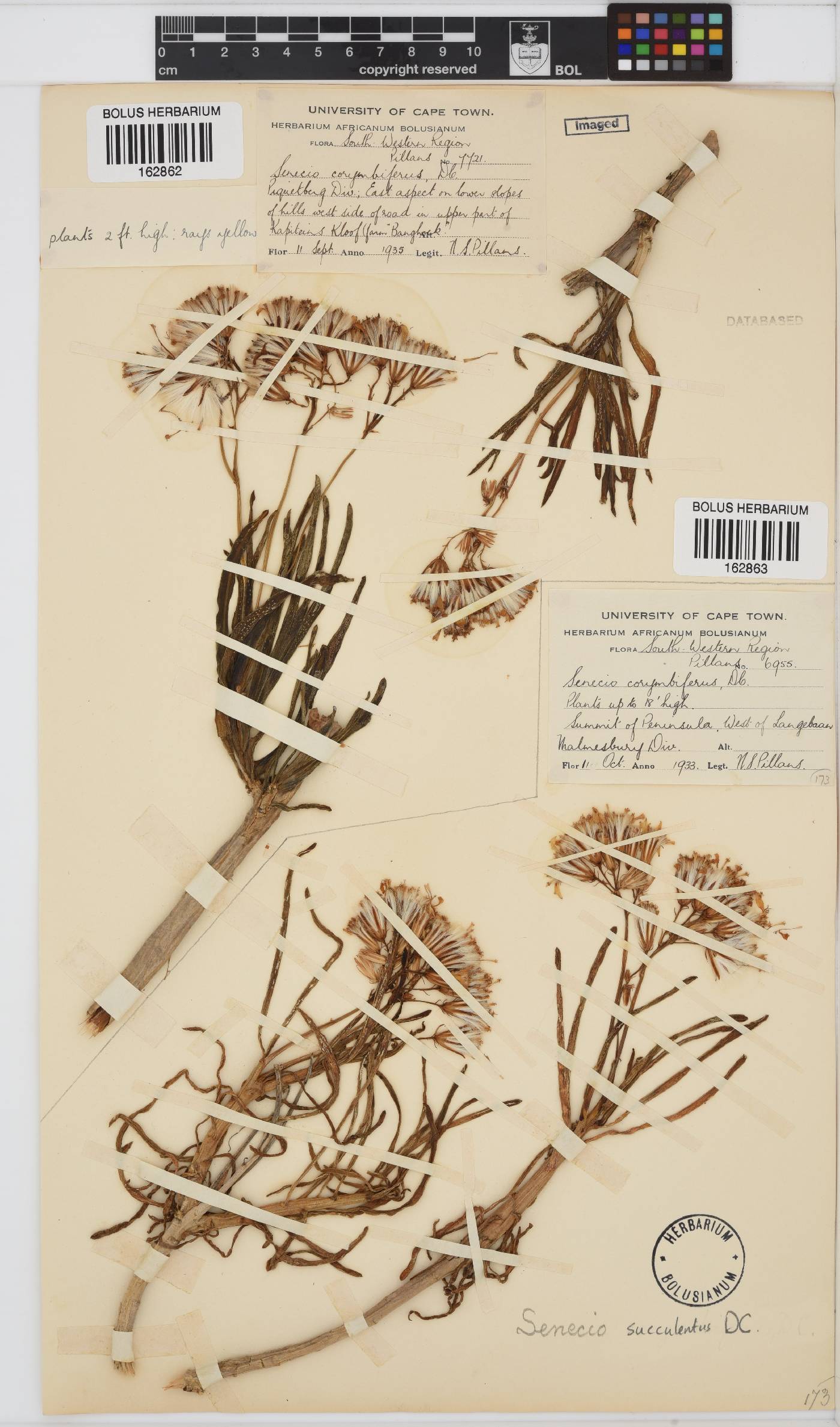 Curio corymbifer image