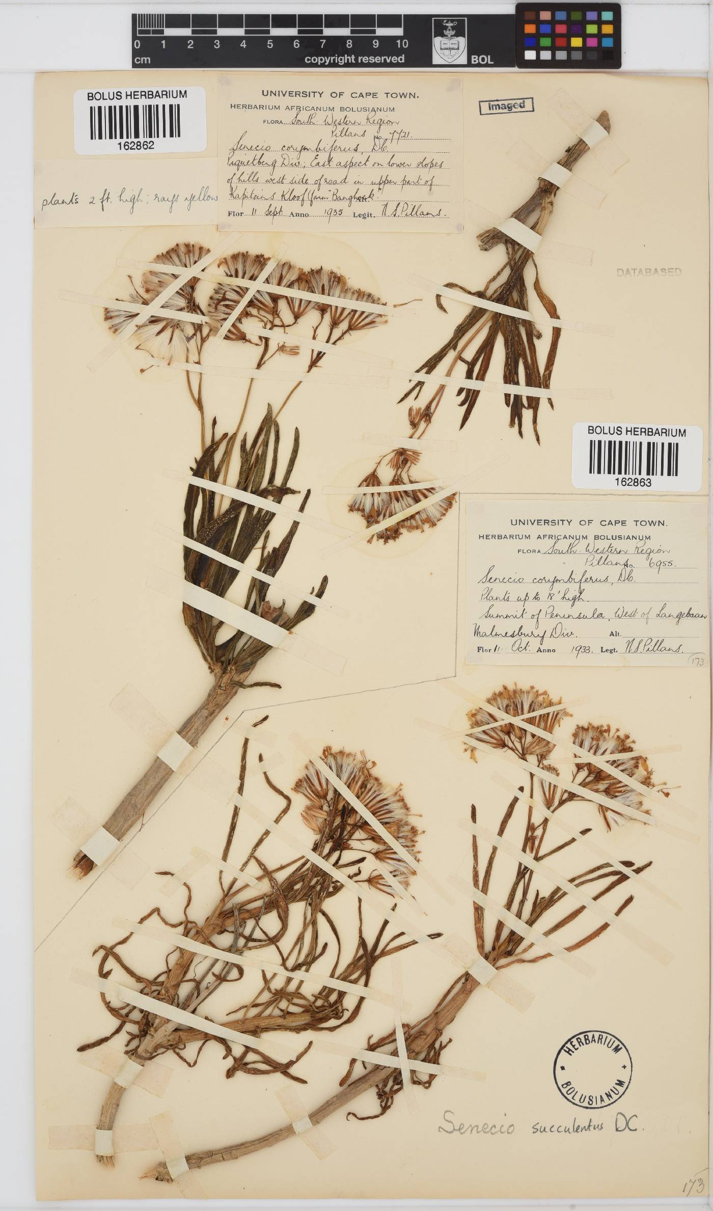 Curio corymbifer image