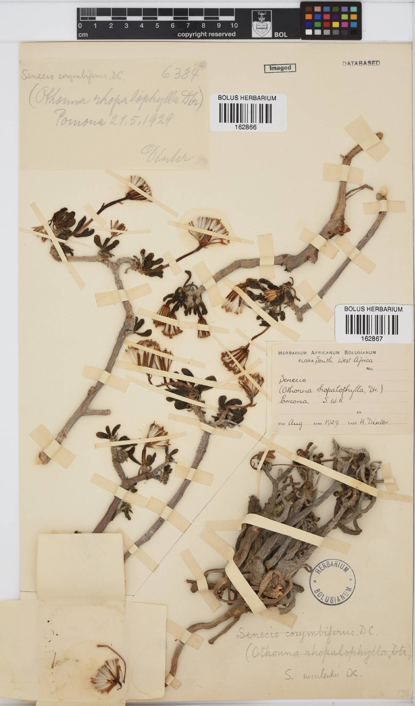 Curio corymbifer image