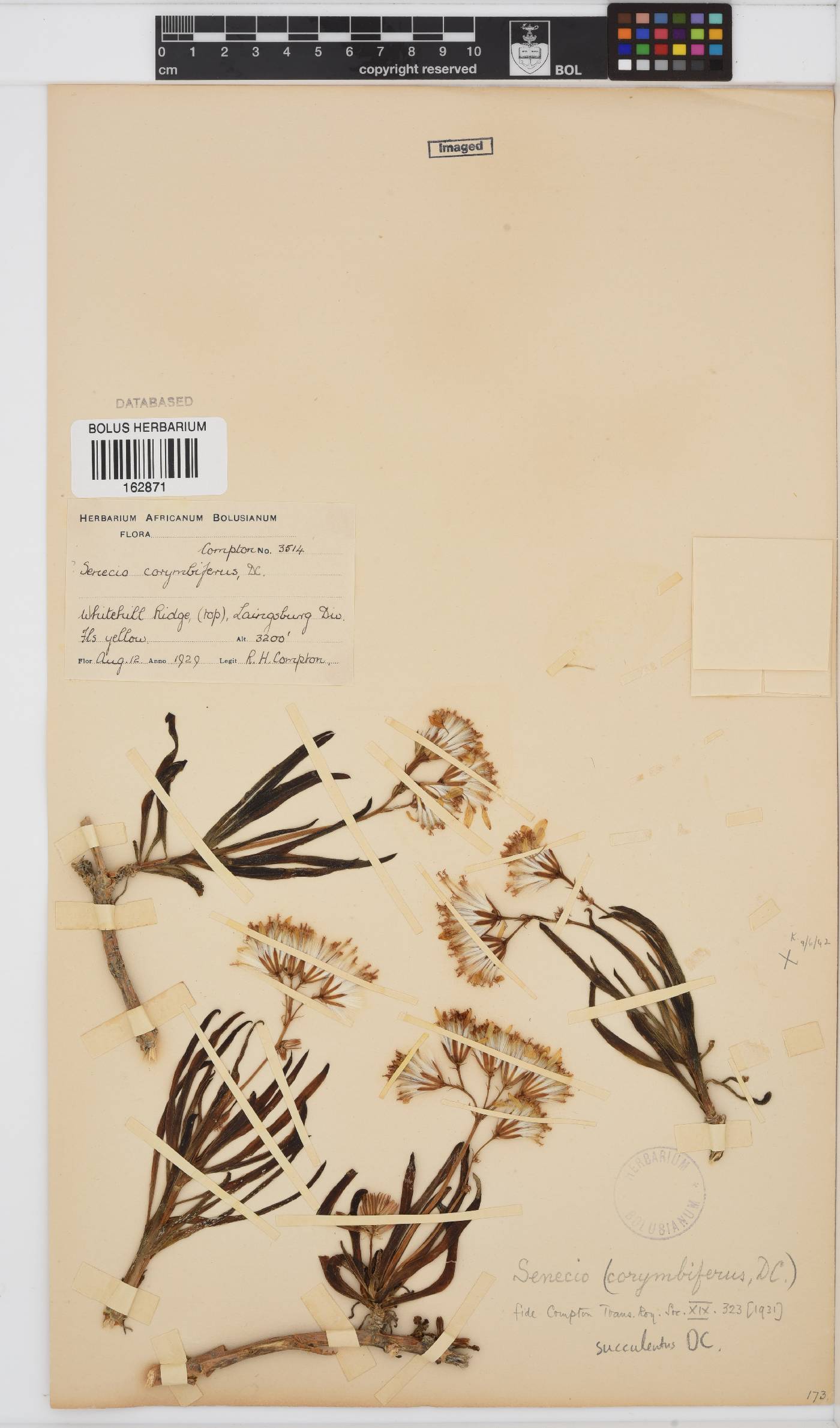 Curio corymbifer image