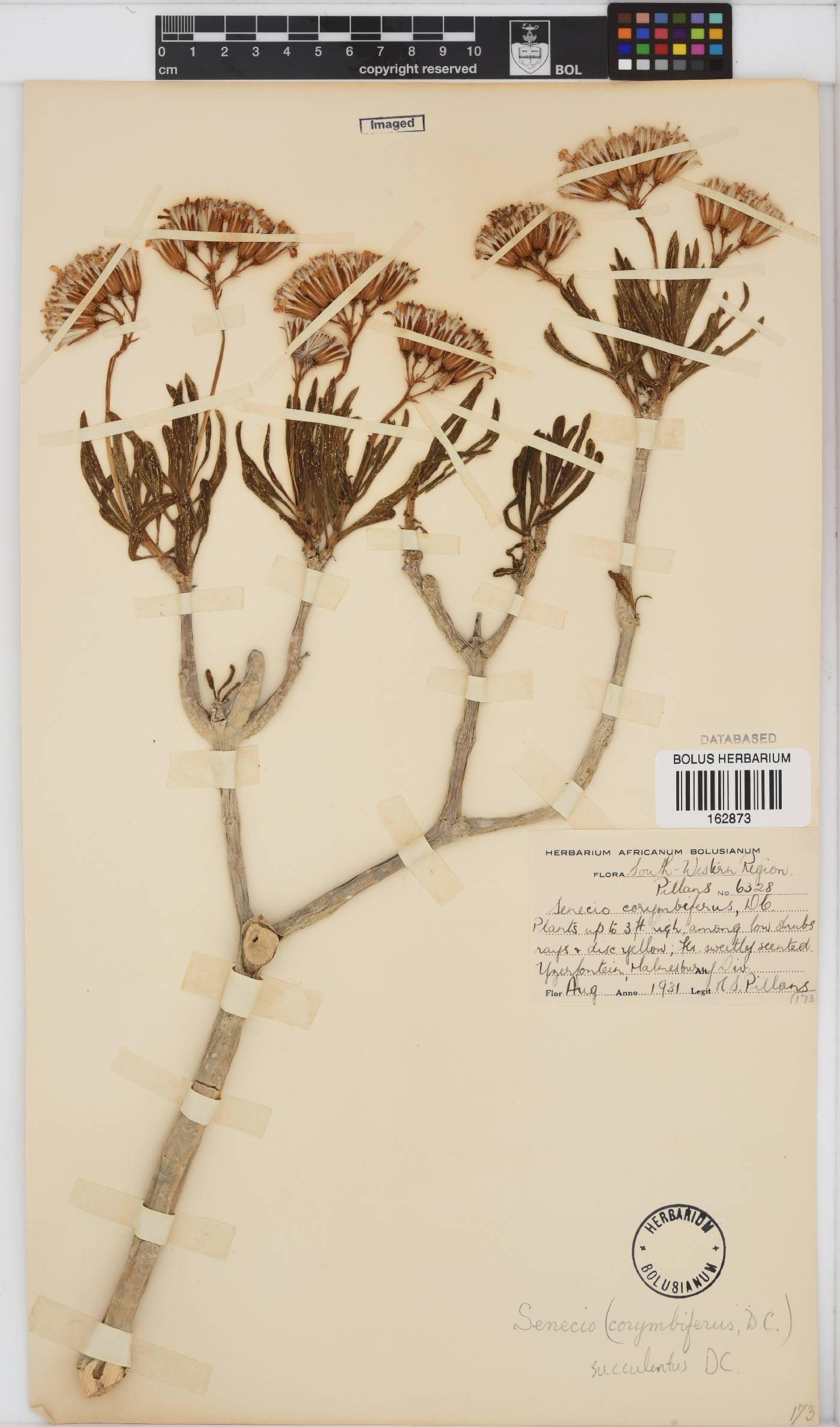 Curio corymbifer image