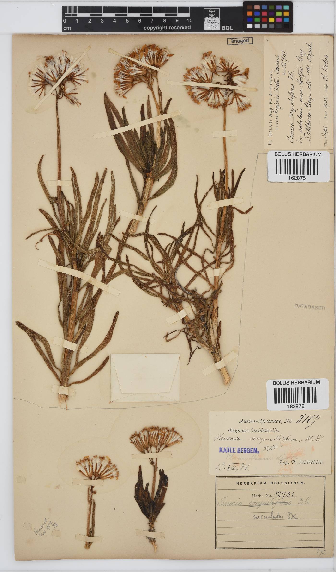 Curio corymbifer image