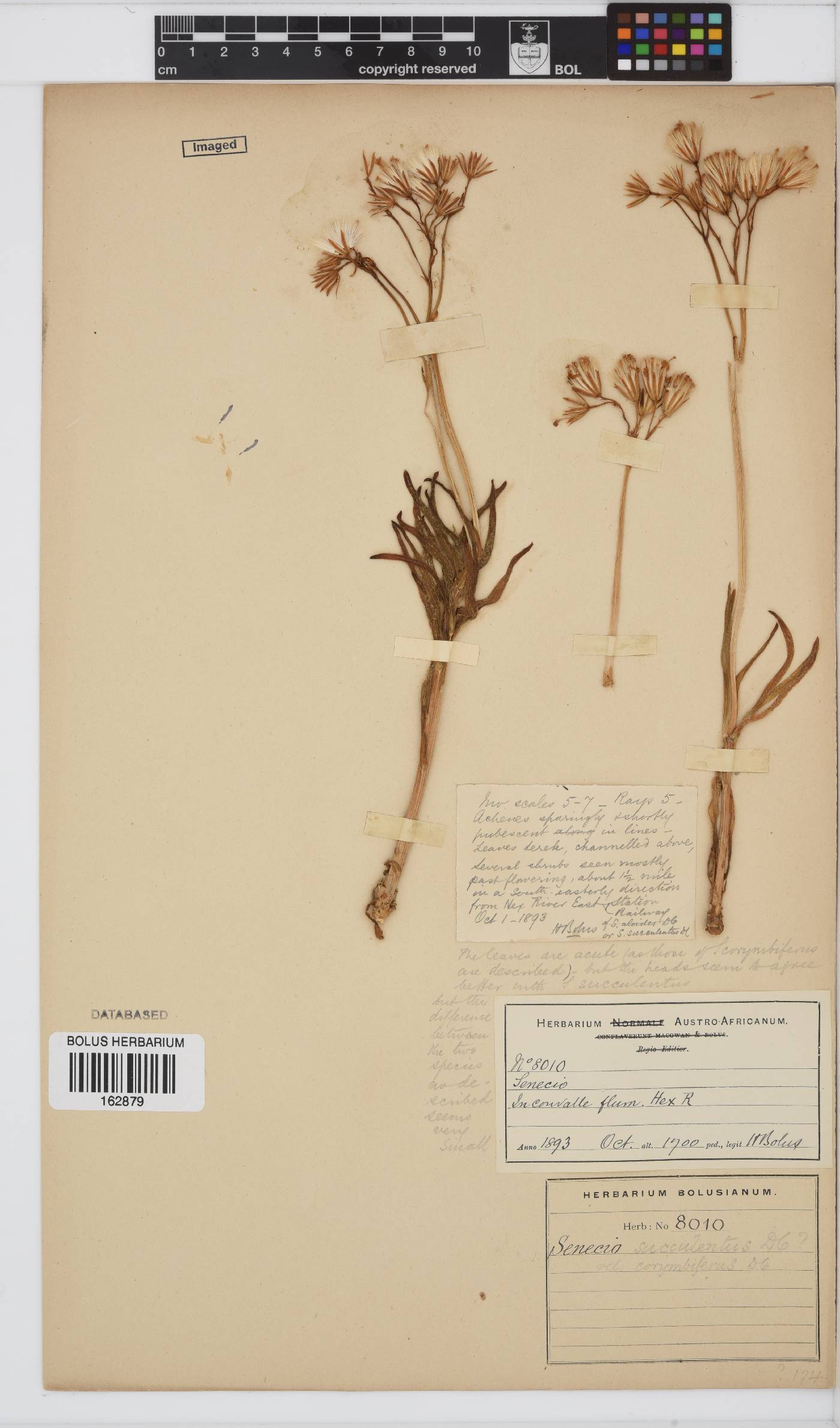 Curio corymbifer image