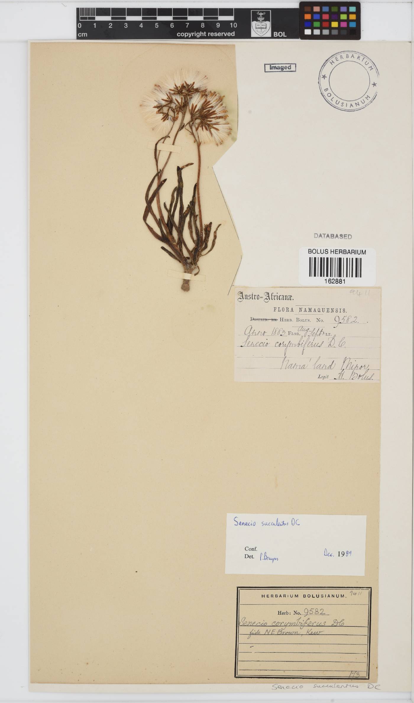 Curio corymbifer image