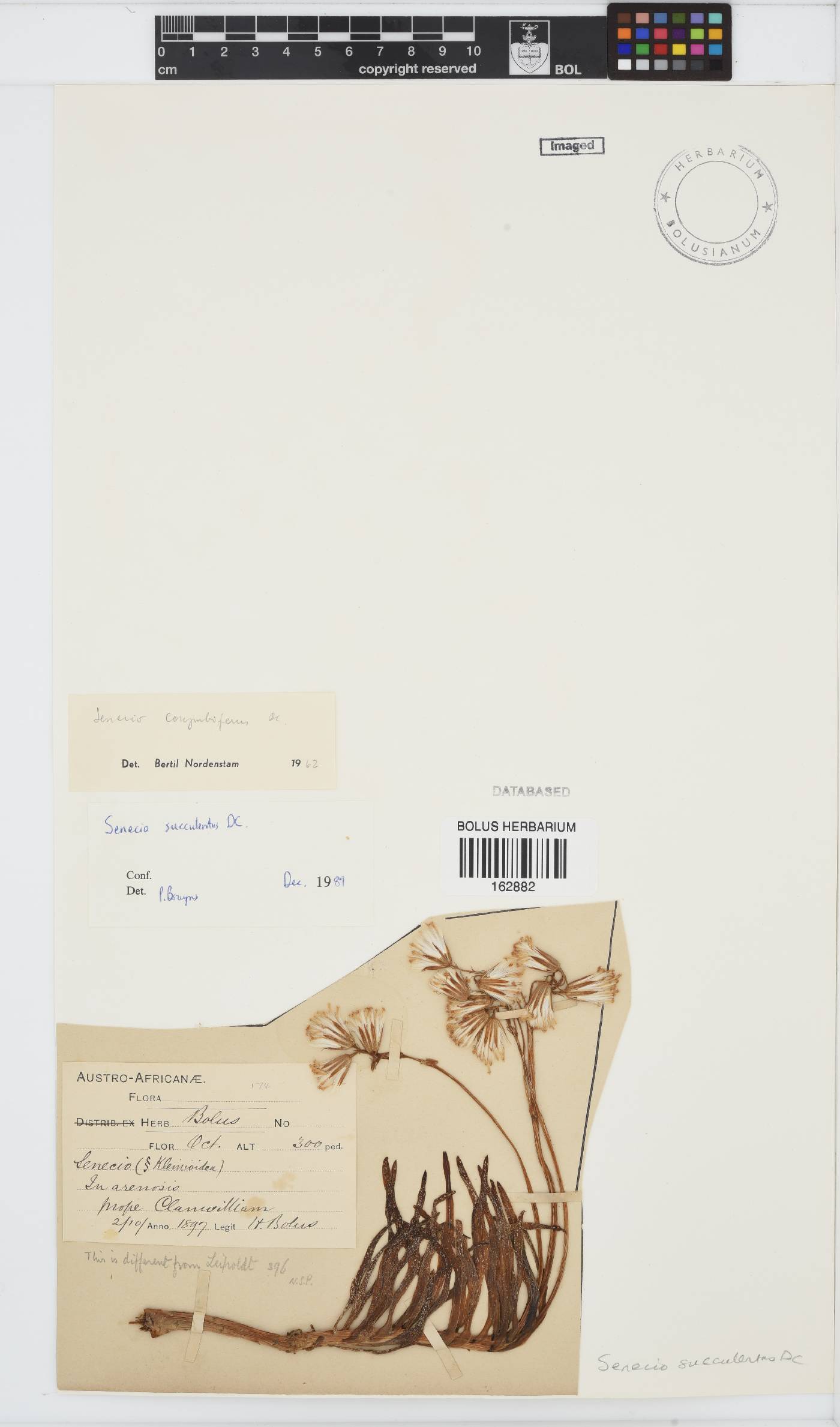 Curio corymbifer image