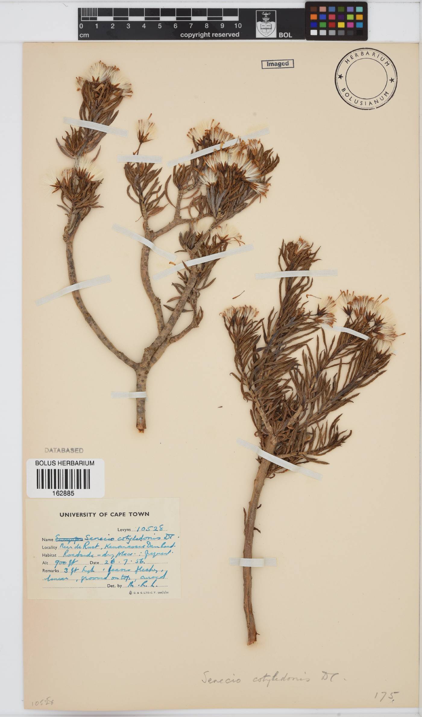 Senecio cotyledonis image