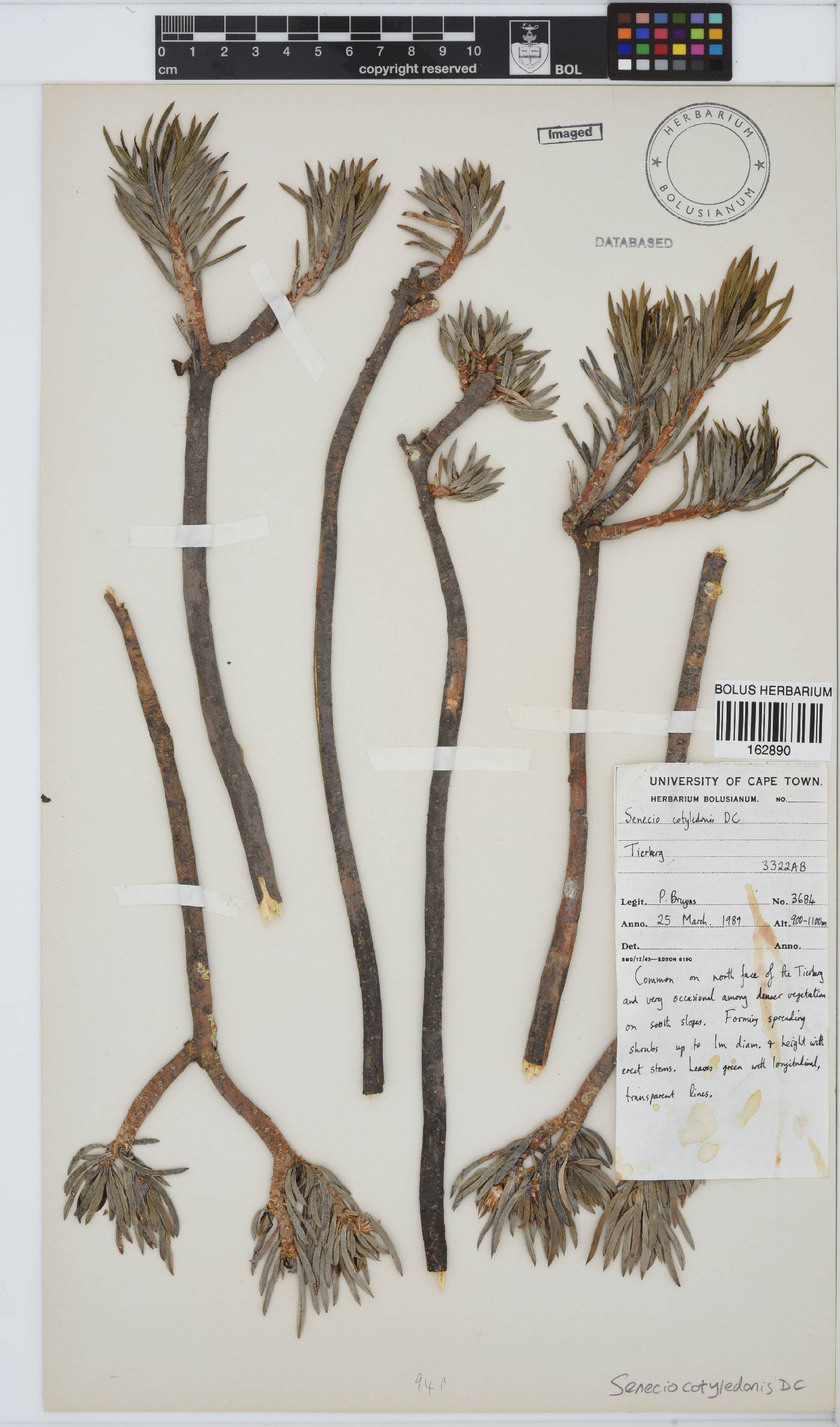 Senecio cotyledonis image