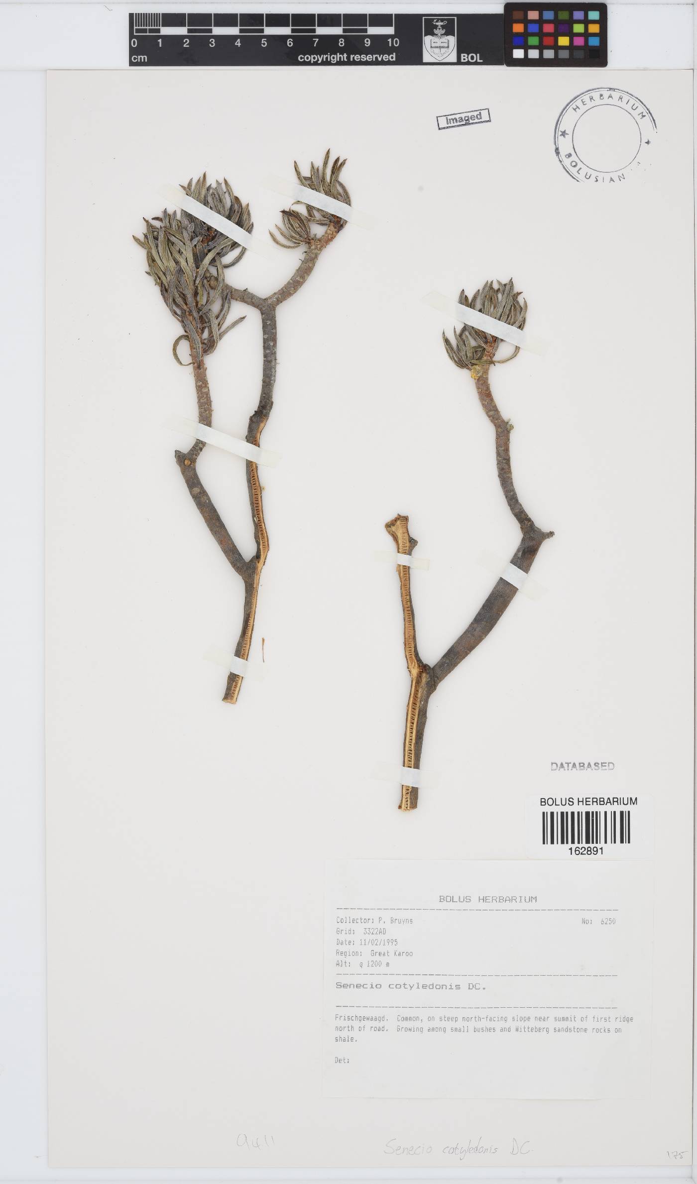 Senecio cotyledonis image
