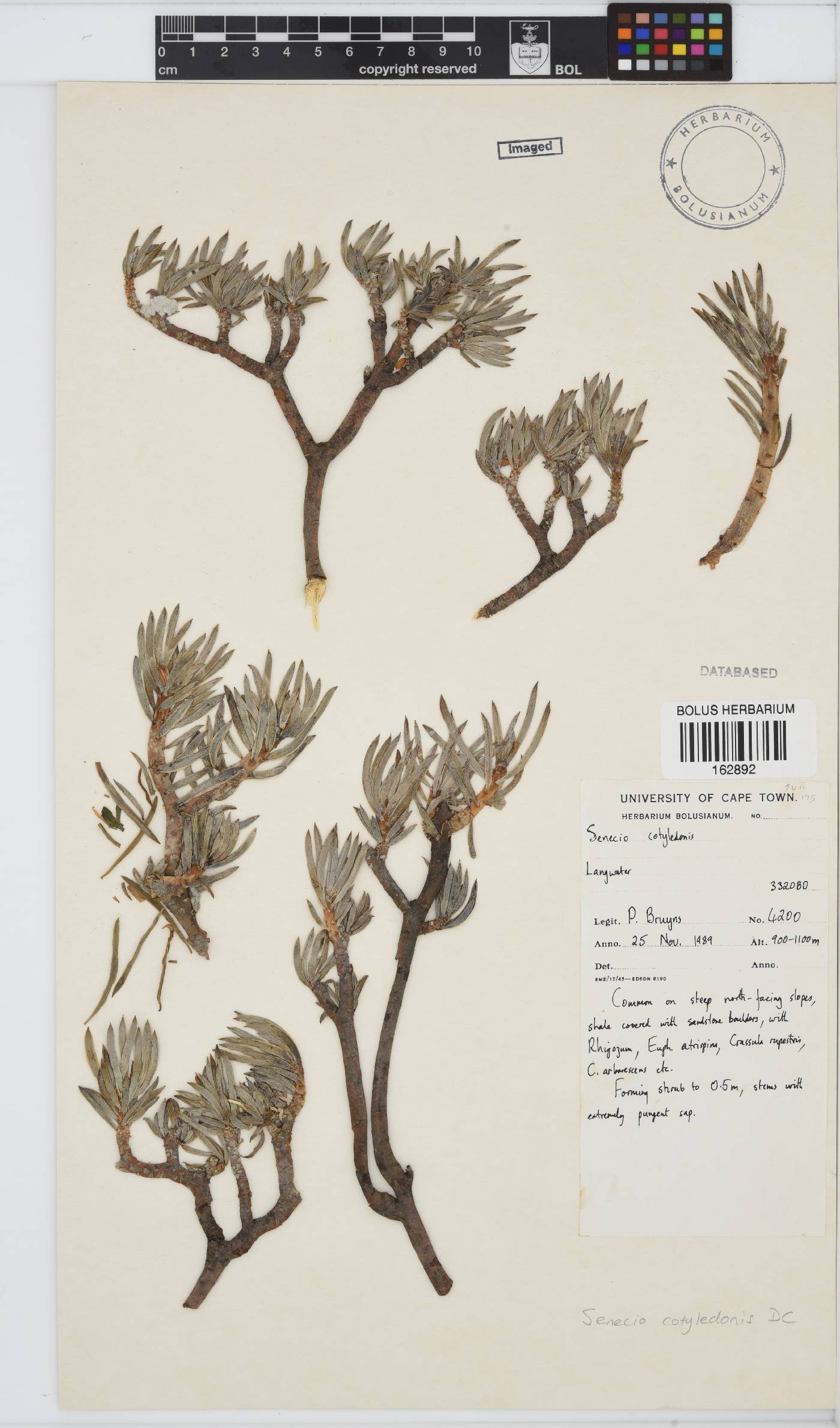 Senecio cotyledonis image