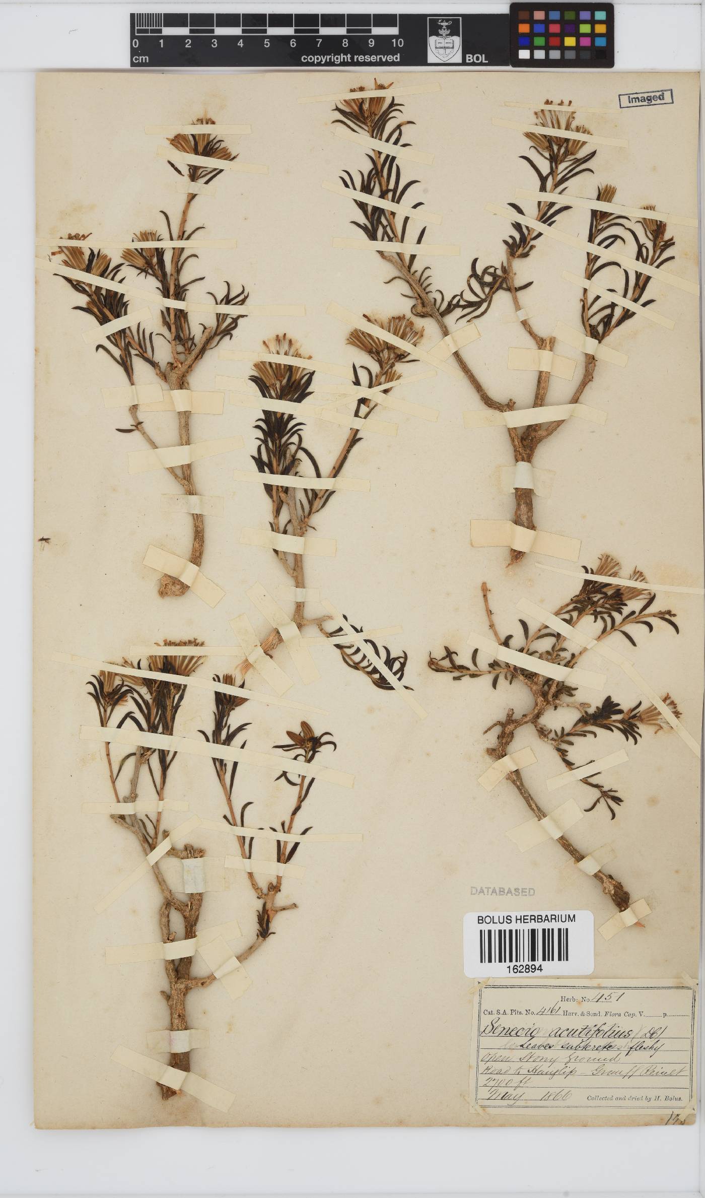Senecio acutifolius image