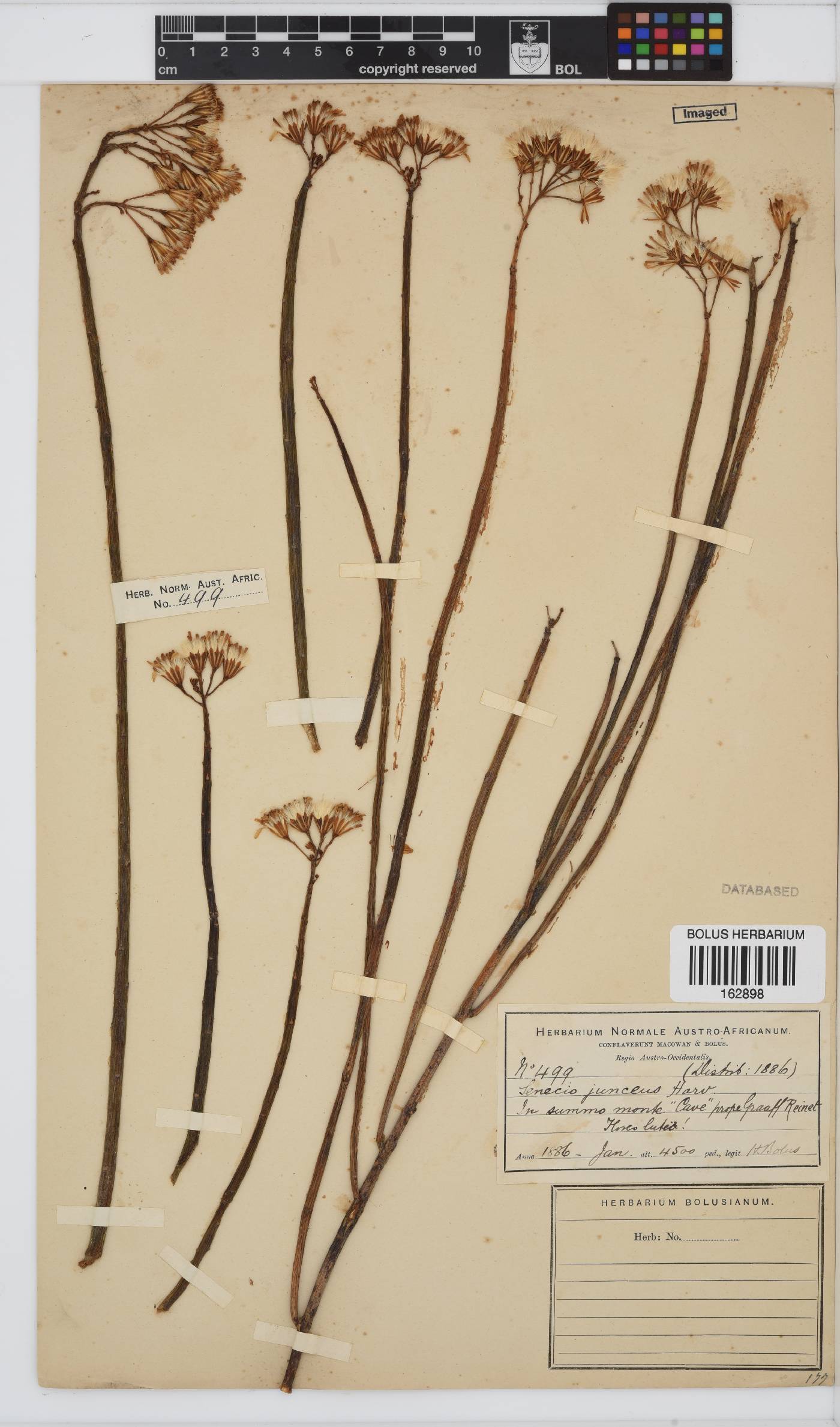 Senecio junceus image