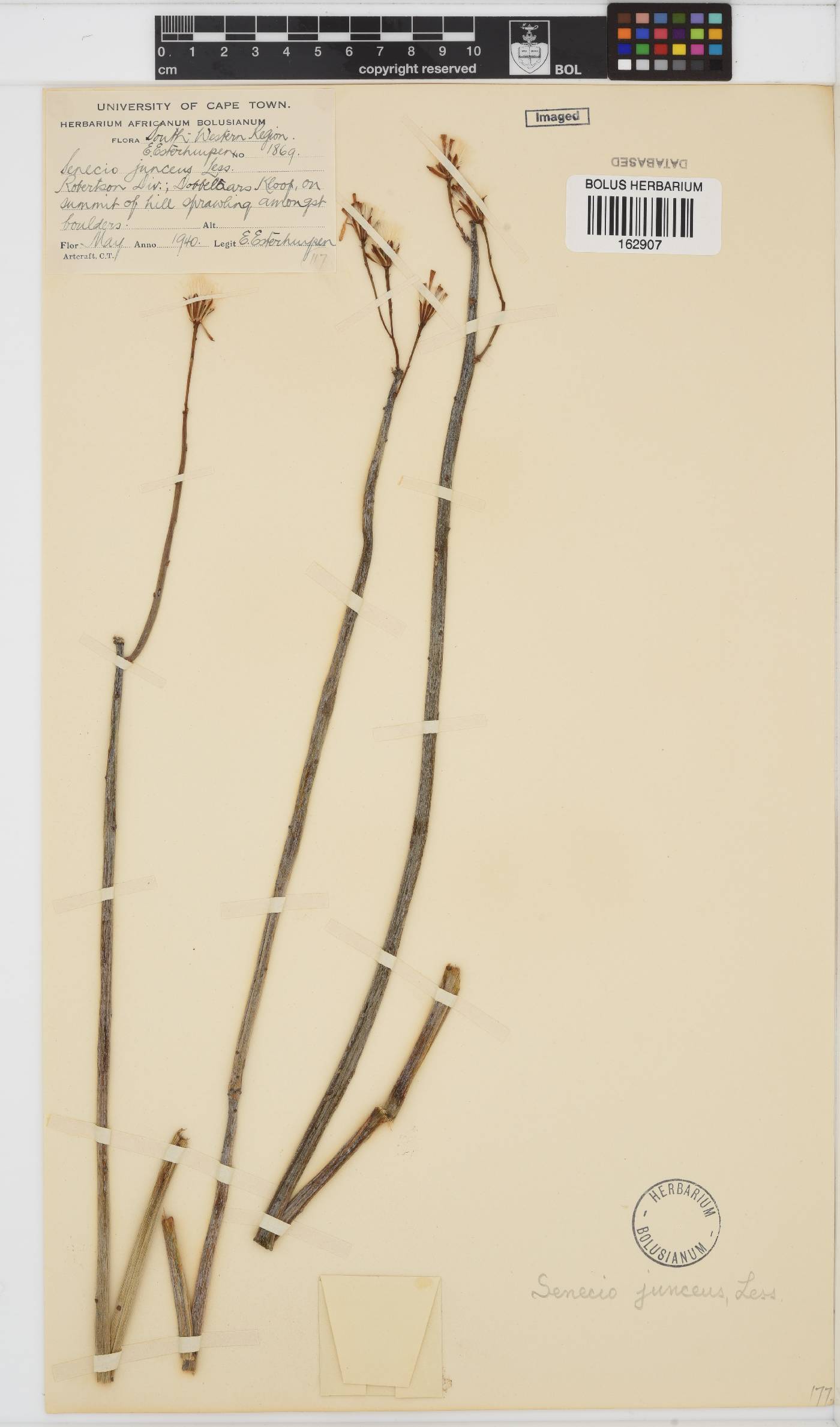 Senecio junceus image