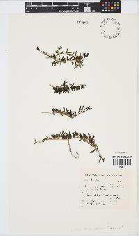 Senecio abbreviatus image