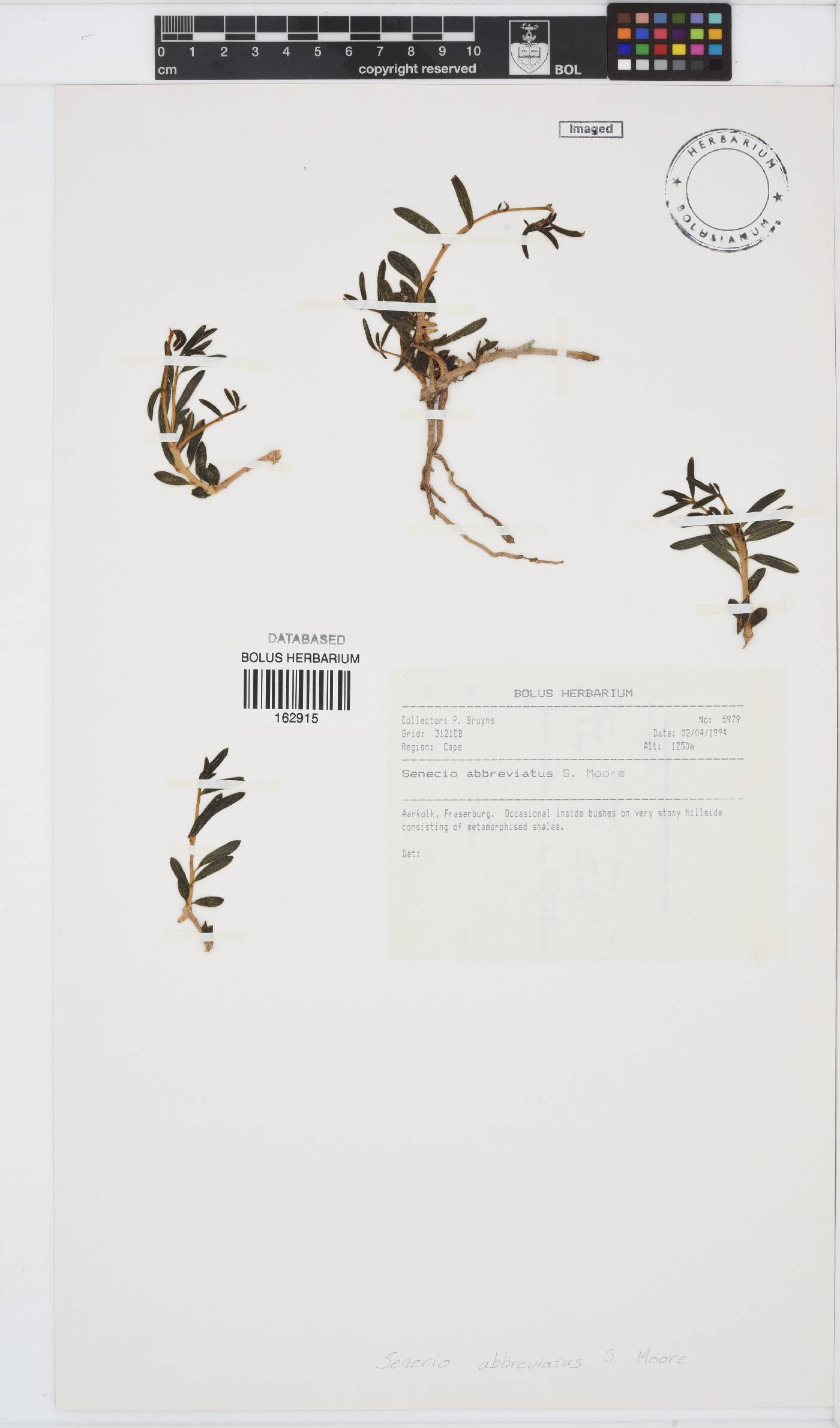 Senecio abbreviatus image