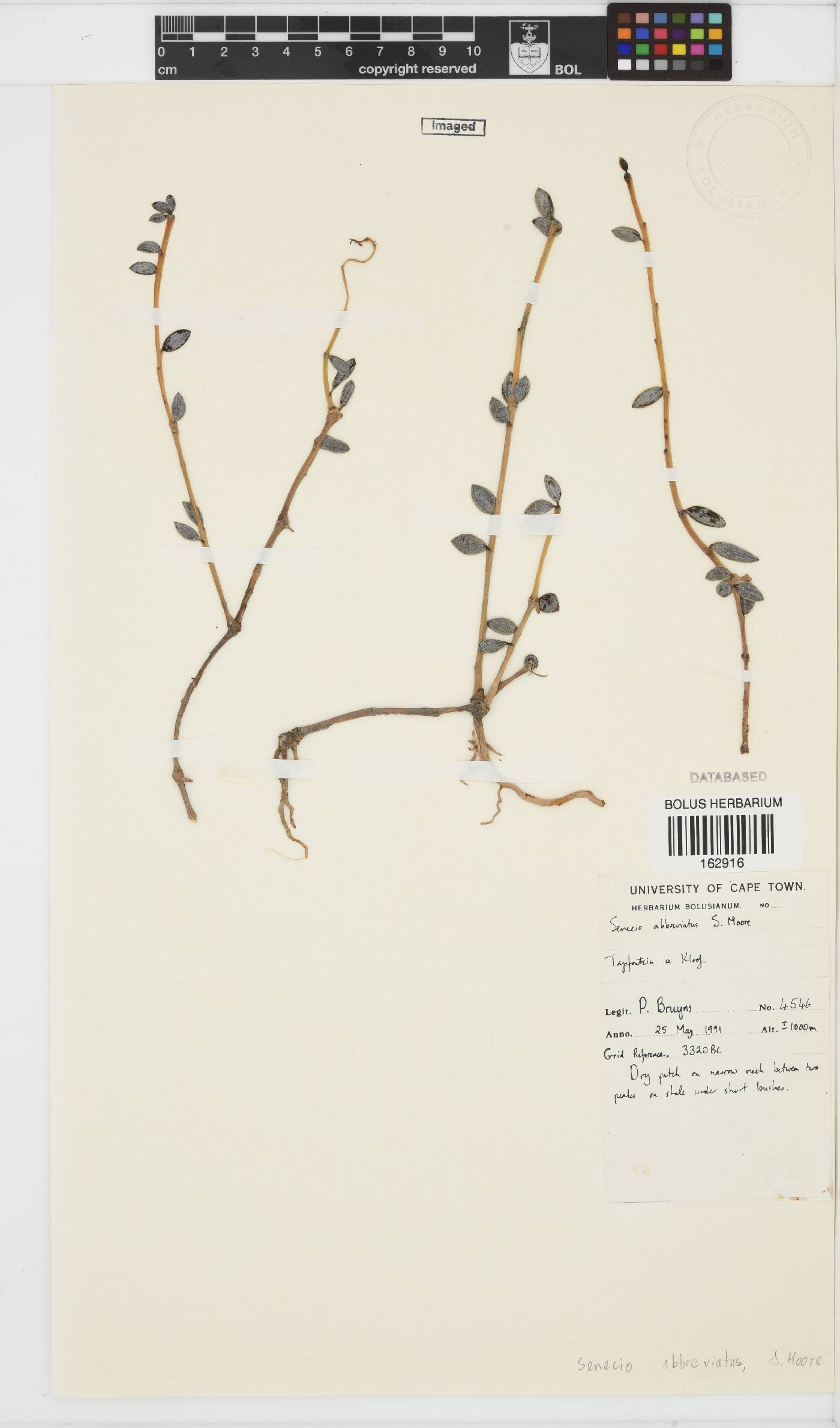 Senecio abbreviatus image