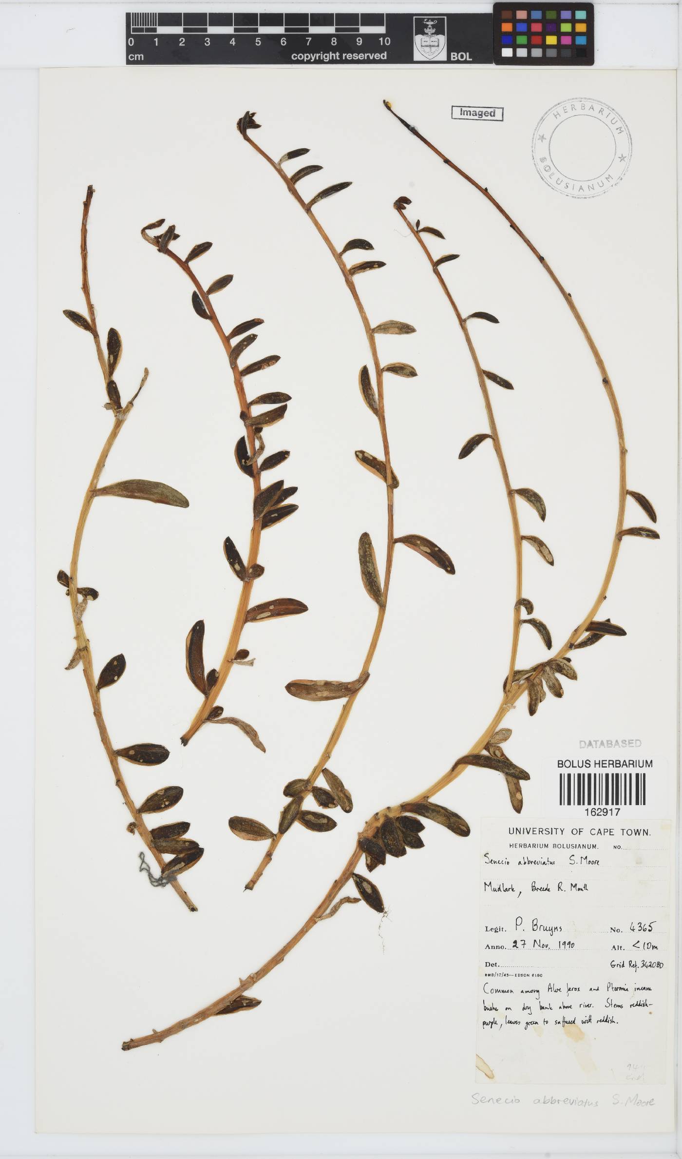 Senecio abbreviatus image