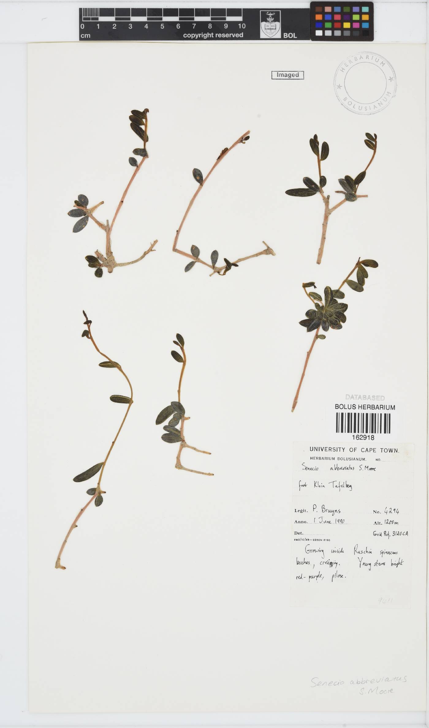 Senecio abbreviatus image