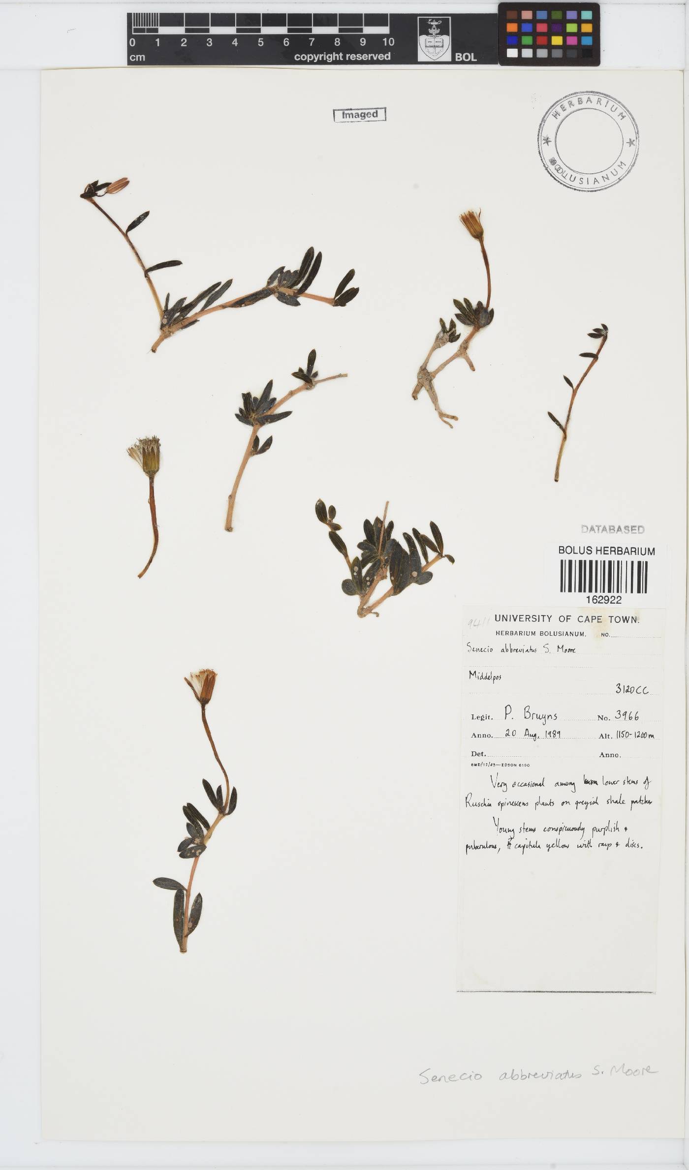Senecio abbreviatus image