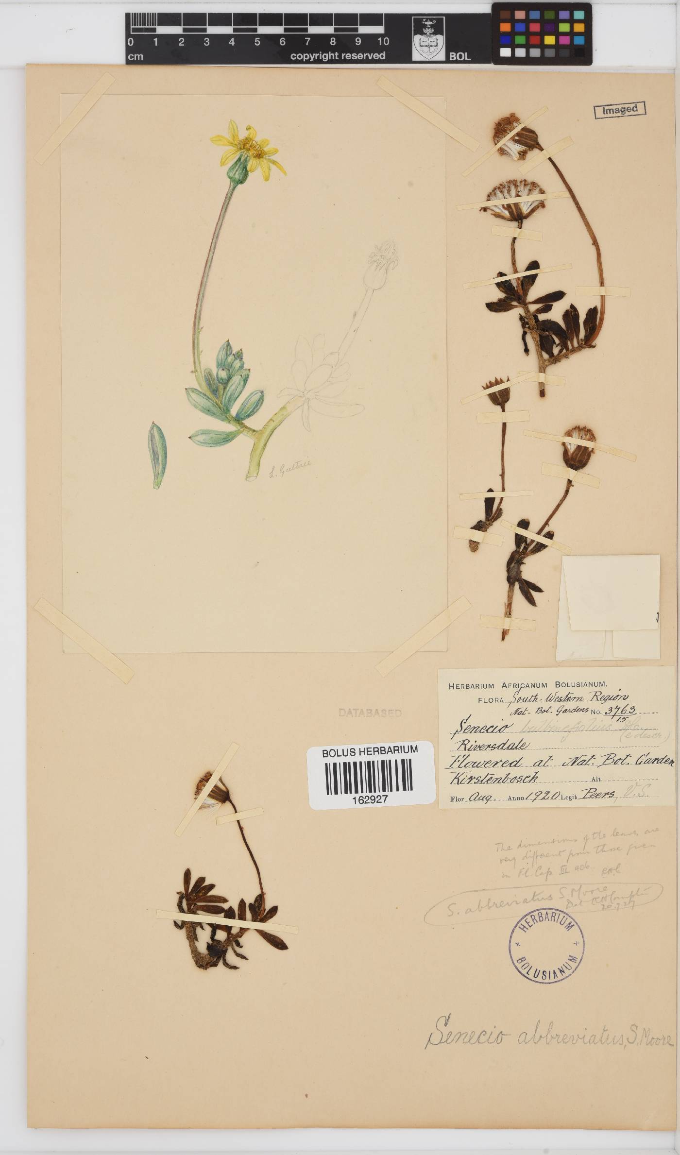 Senecio abbreviatus image