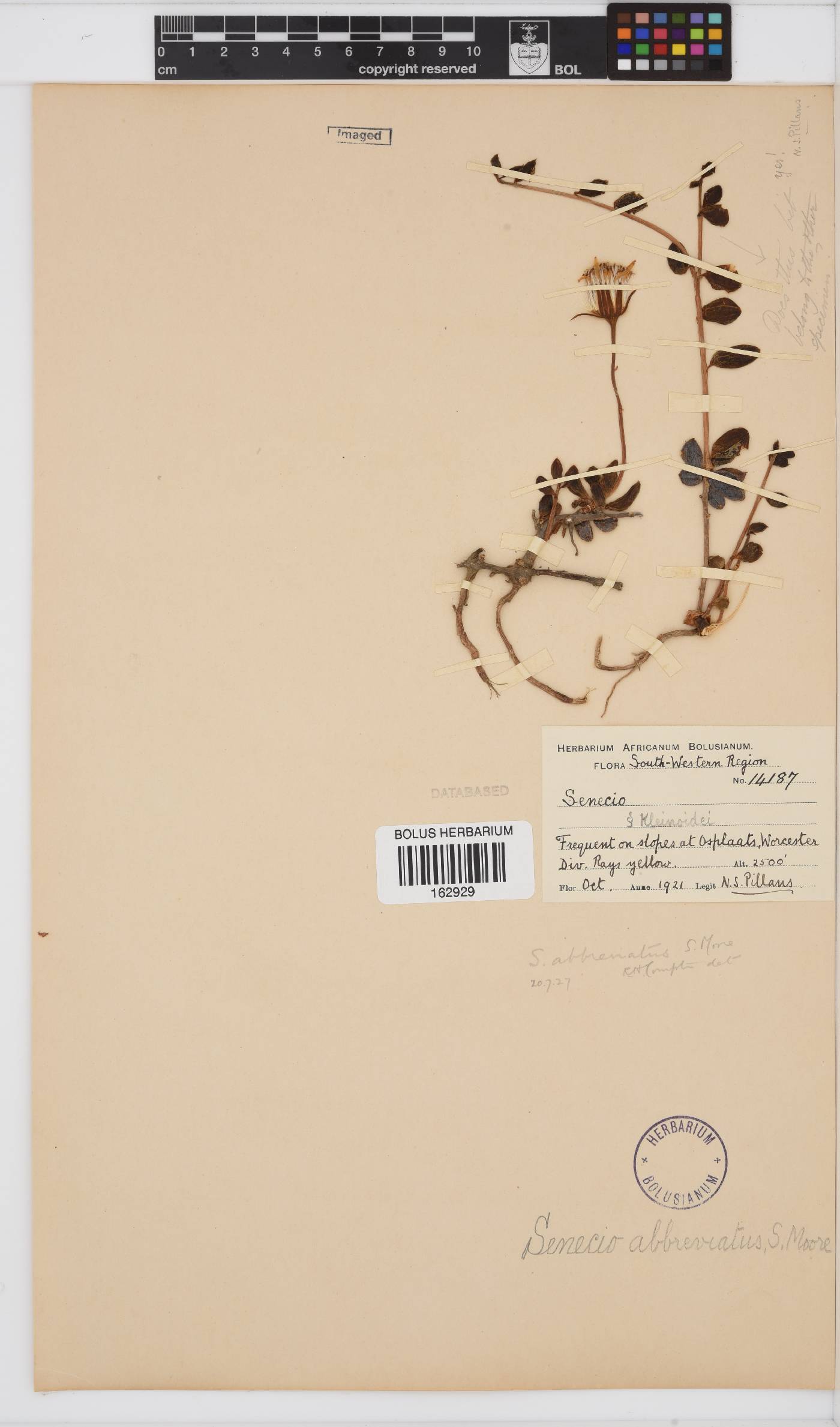 Senecio abbreviatus image