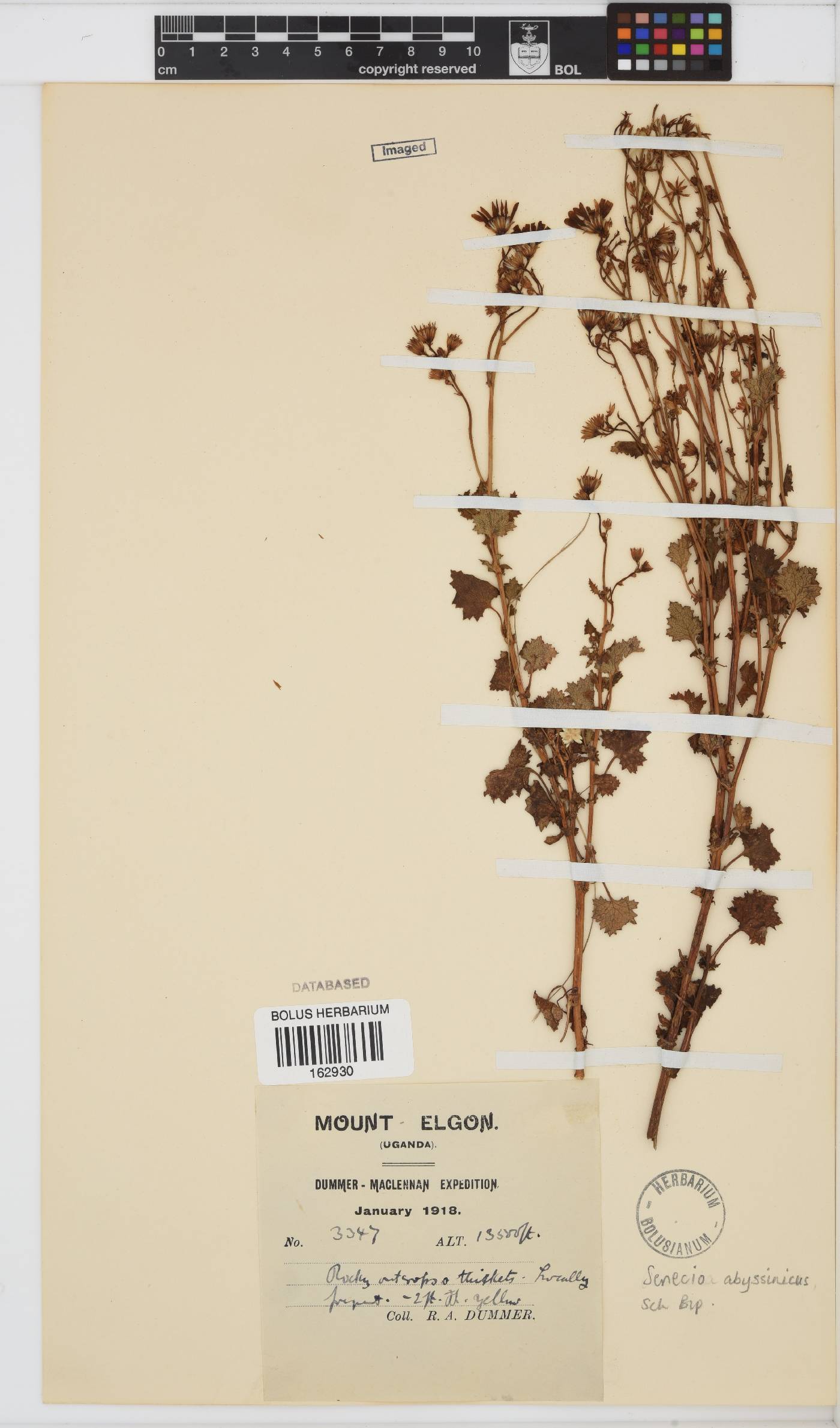 Emilia abyssinica image