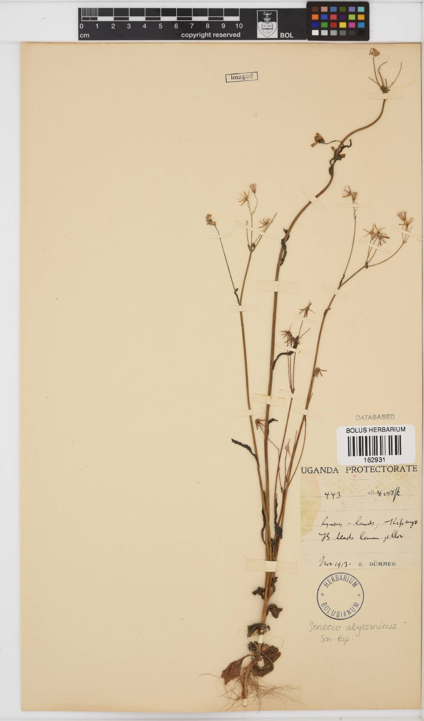 Emilia abyssinica image