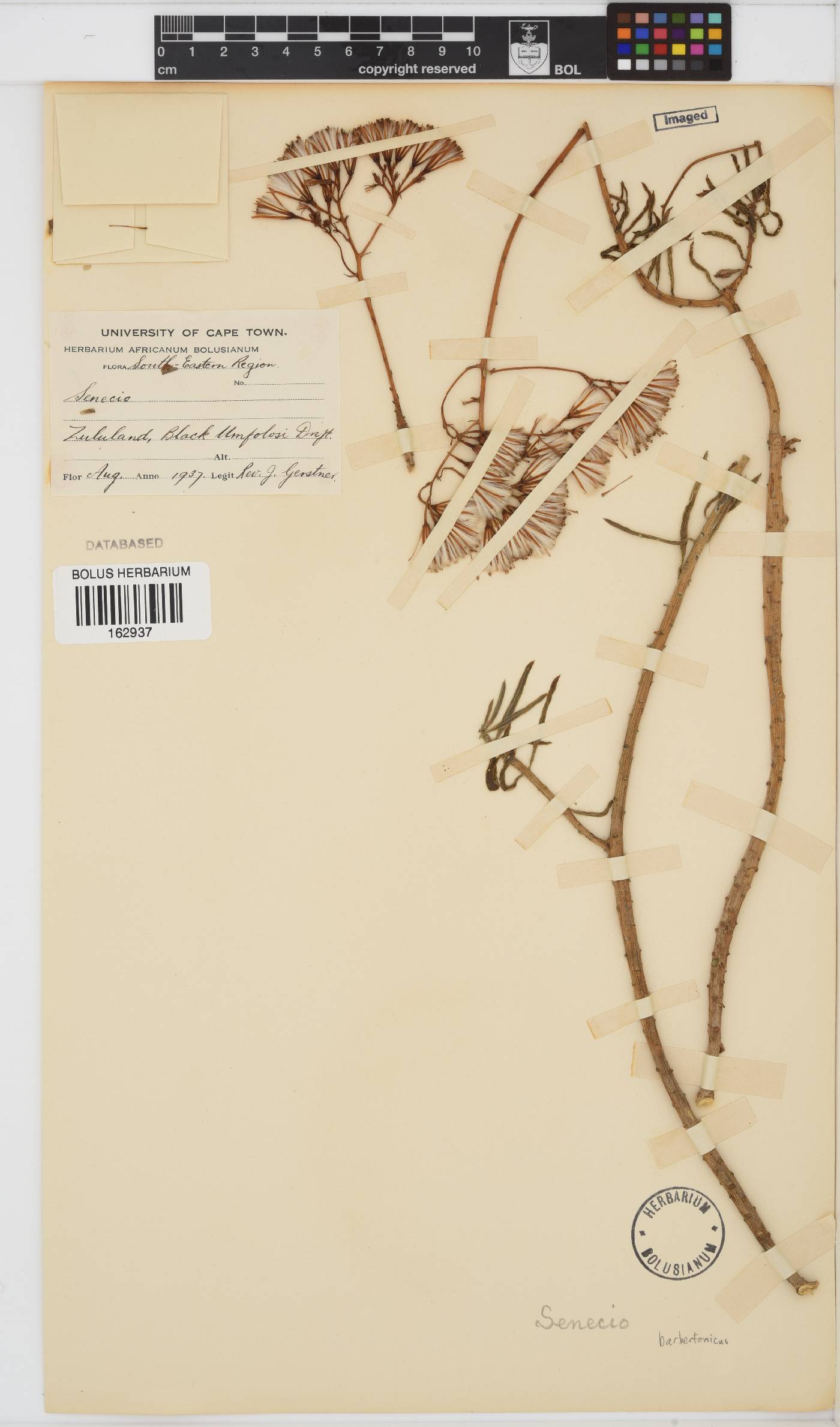 Senecio barbertonicus image