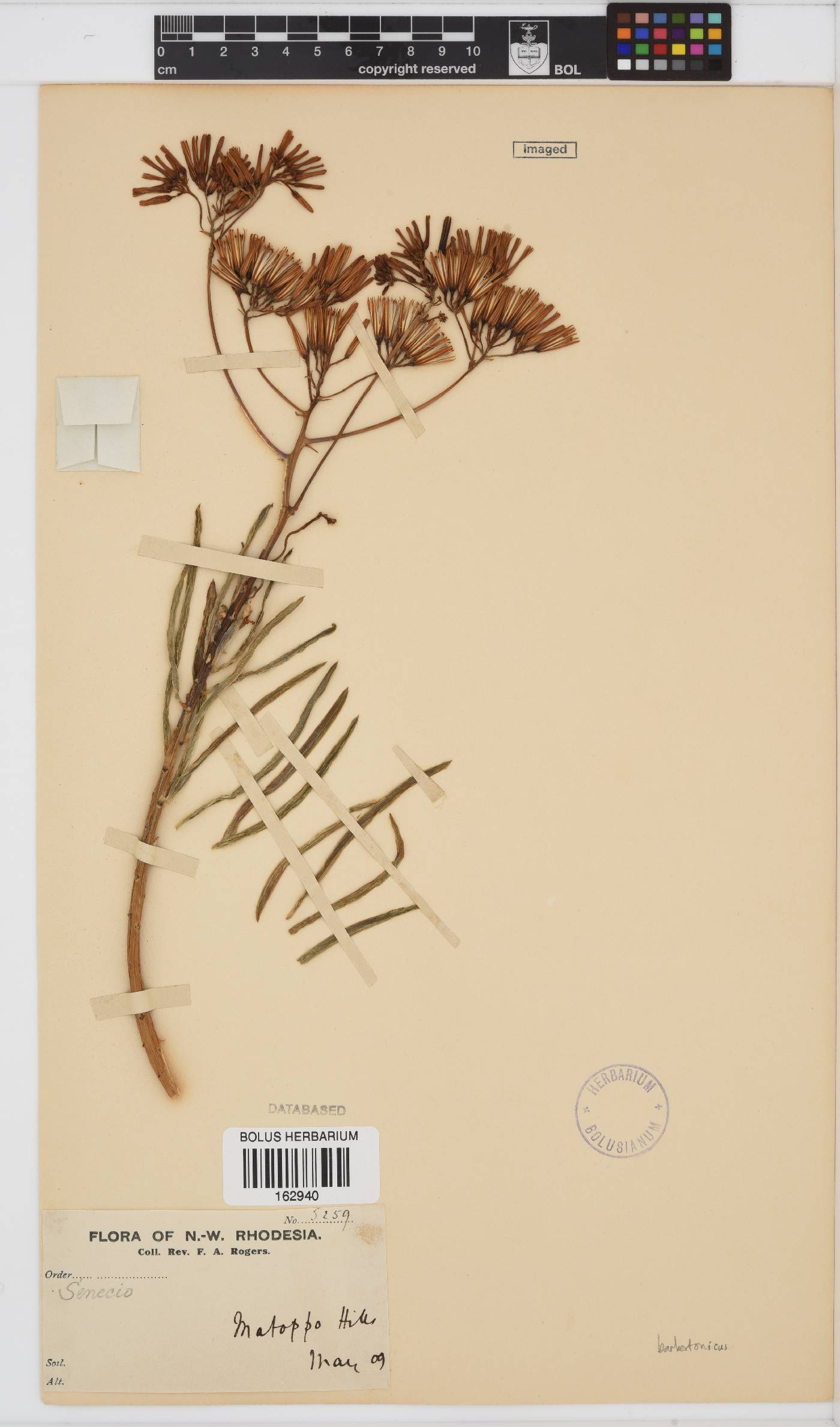 Senecio barbertonicus image
