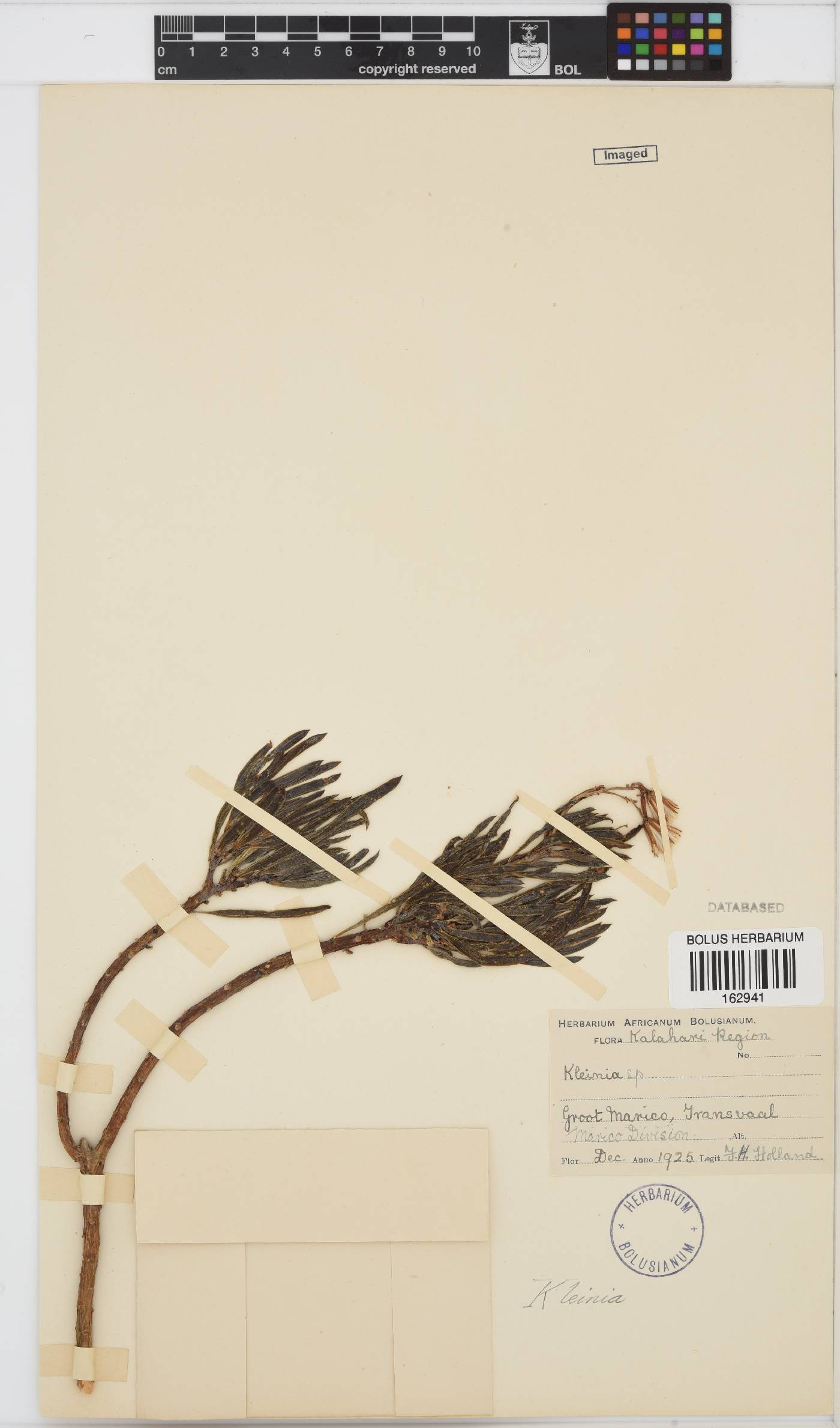 Senecio barbertonicus image