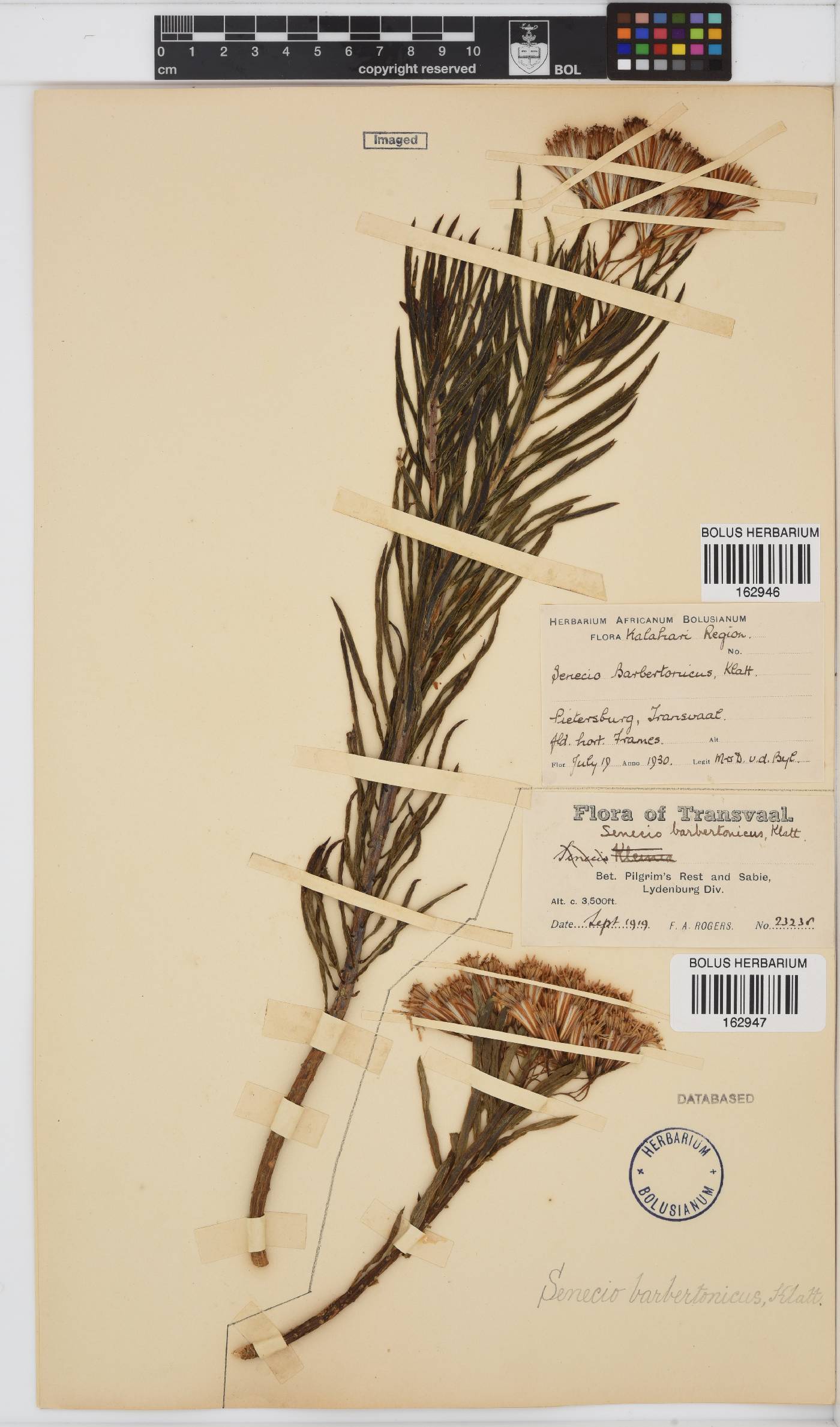 Senecio barbertonicus image