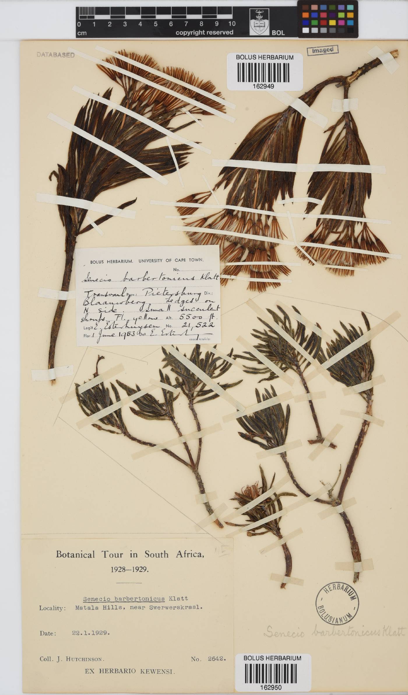 Senecio barbertonicus image
