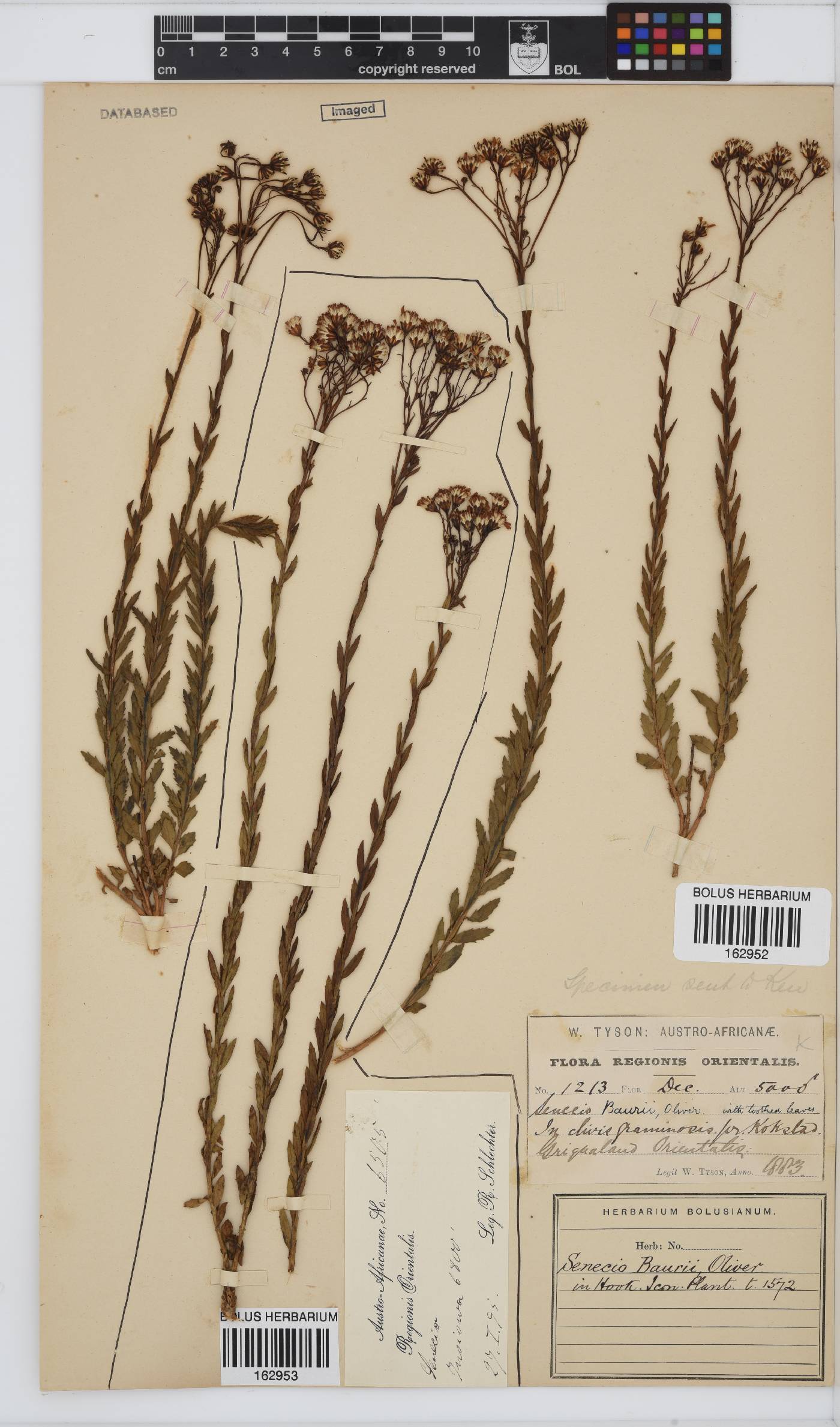 Senecio baurii image
