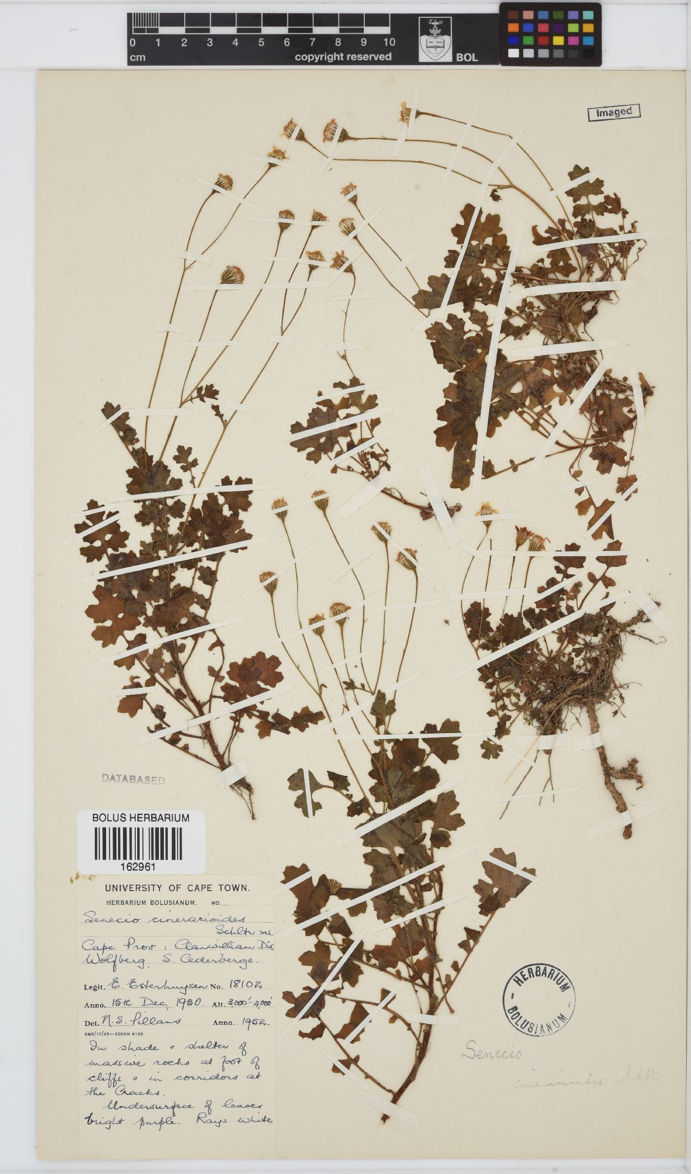 Senecio cinerarioides image