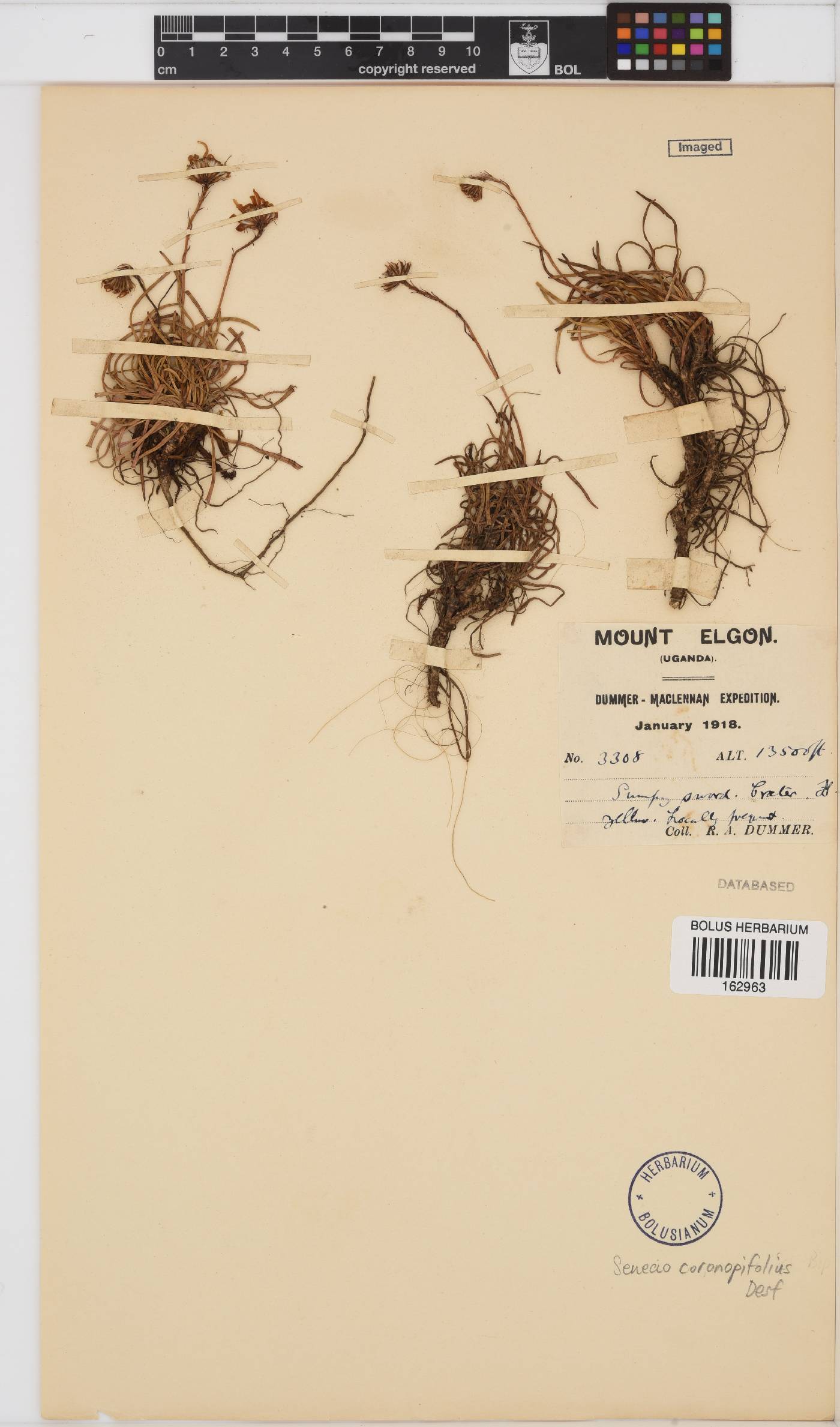 Senecio glaucus subsp. coronopifolius image