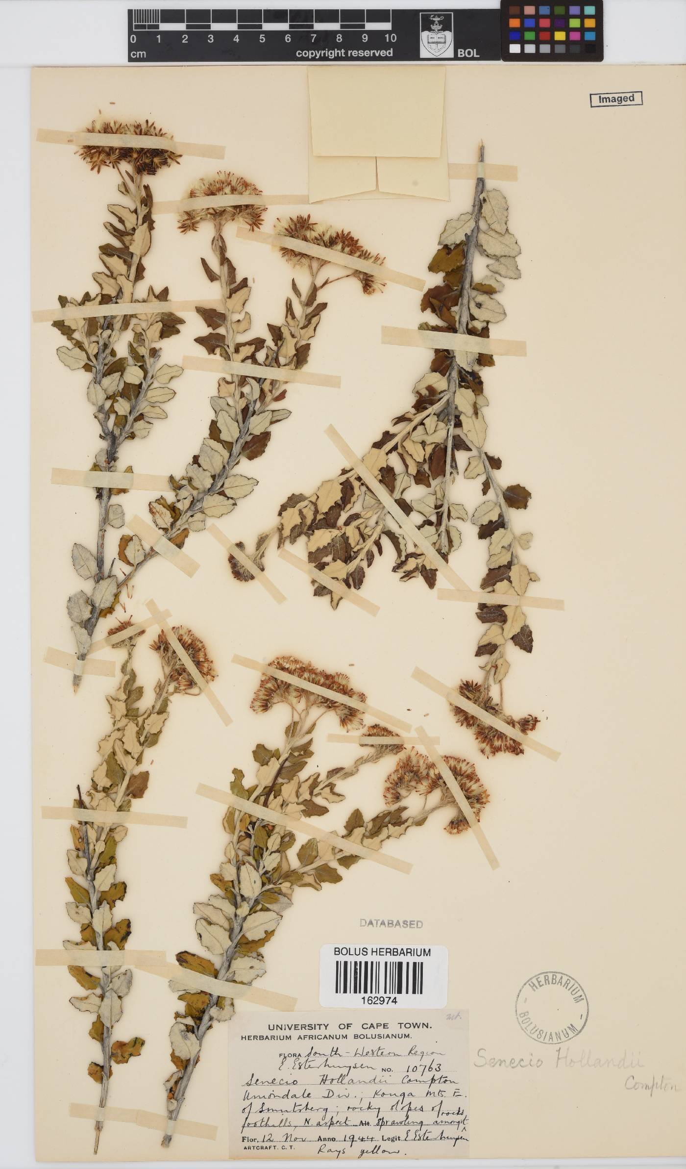 Senecio hollandii image