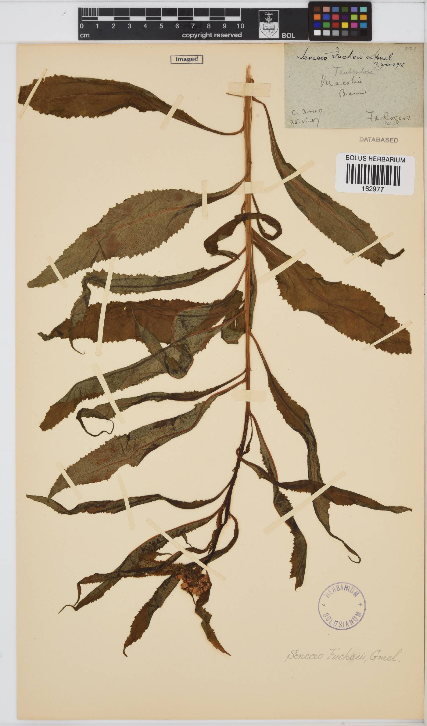 Senecio ovatus subsp. ovatus image