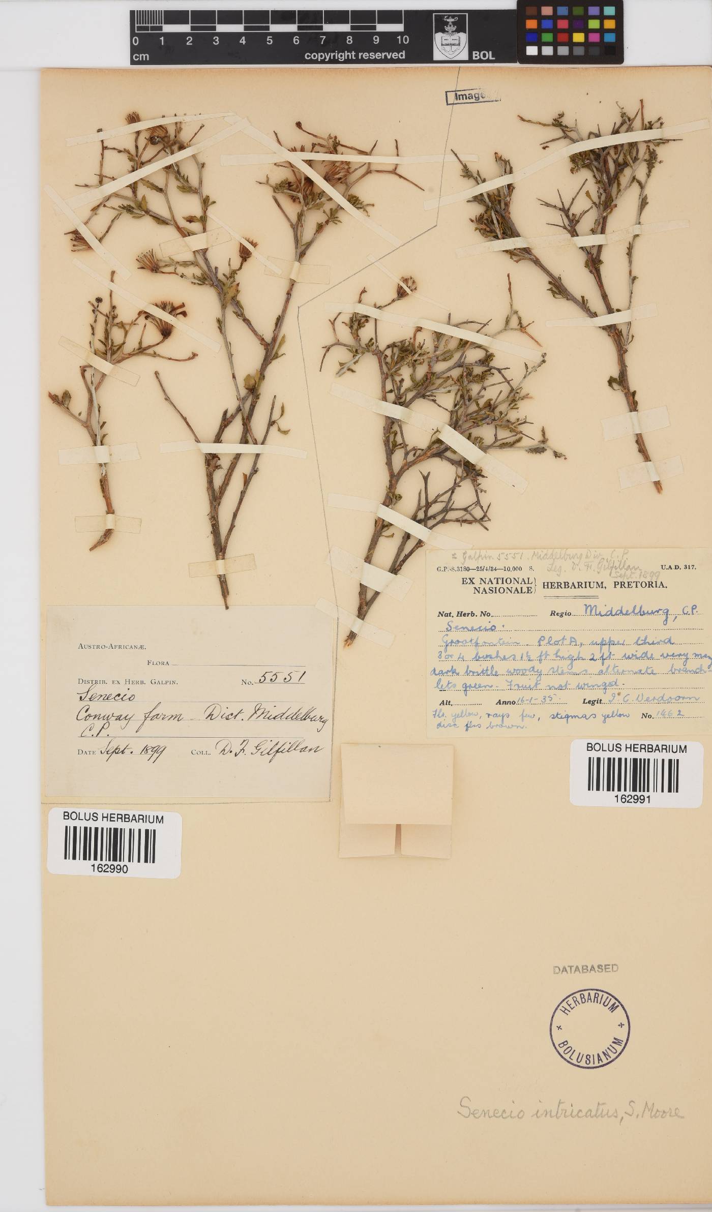 Senecio intricatus image