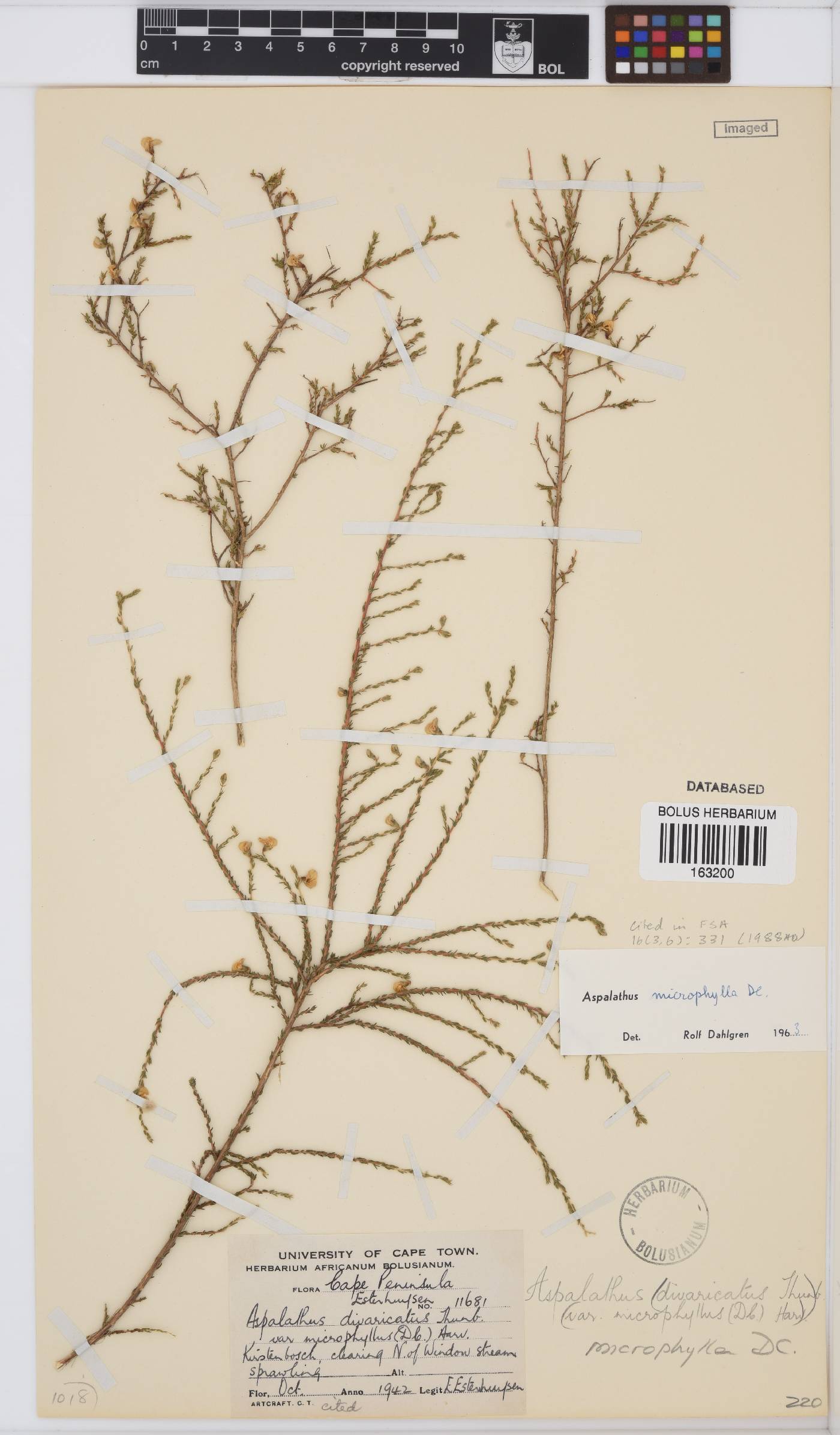 Aspalathus microphylla image