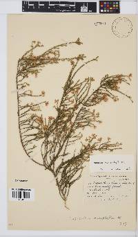 Aspalathus microphylla image
