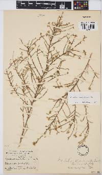 Aspalathus microphylla image
