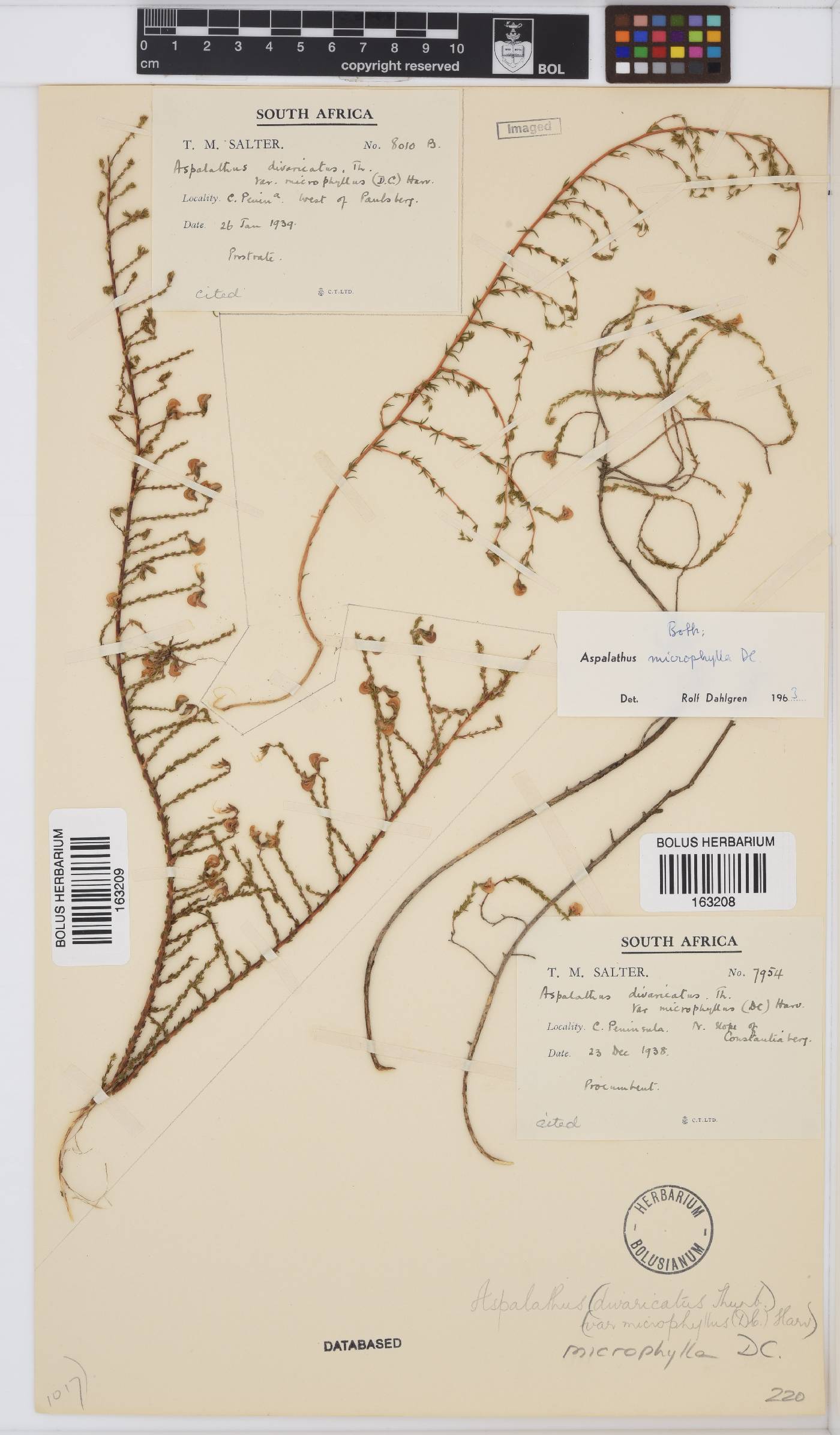 Aspalathus microphylla image