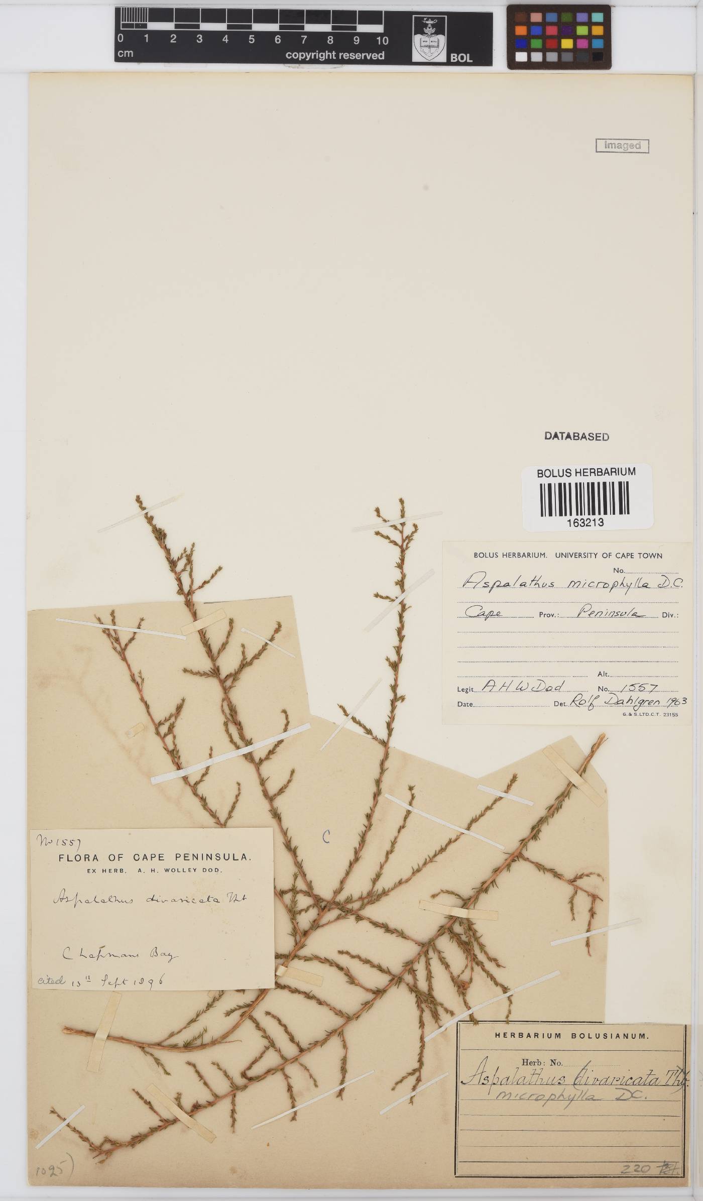 Aspalathus microphylla image